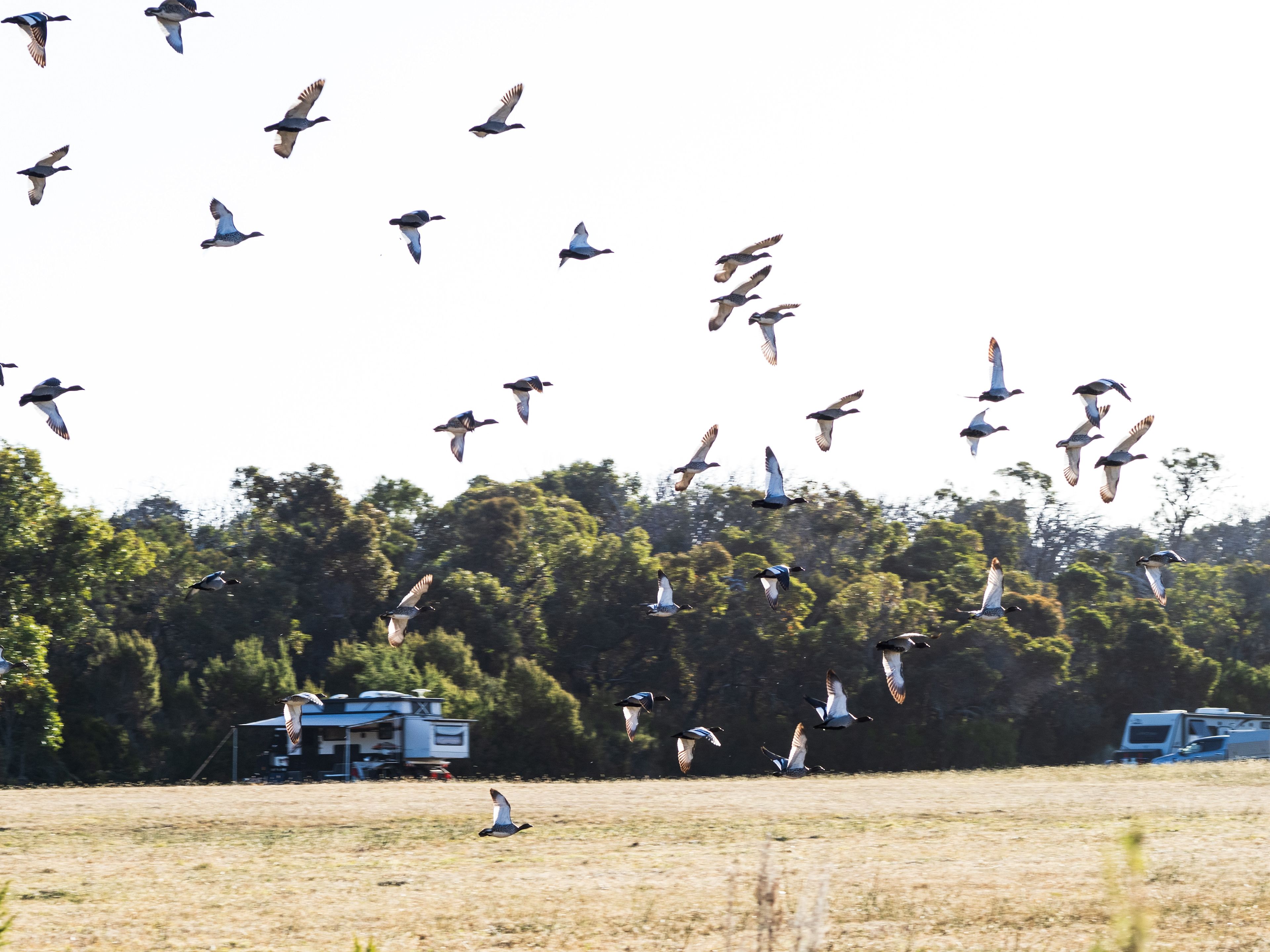 Lots of birdlife around