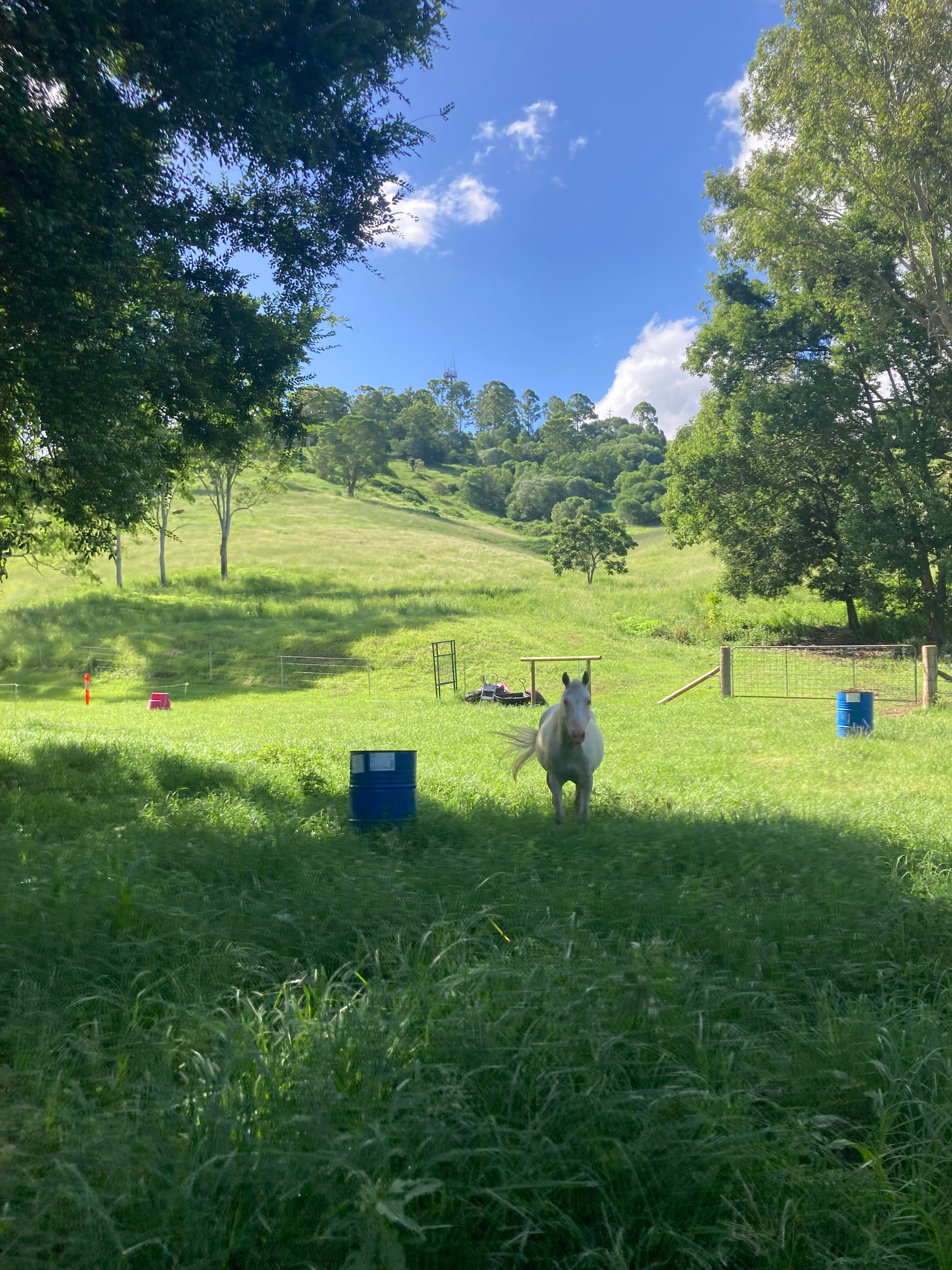 GreyGum At Beattie Creek