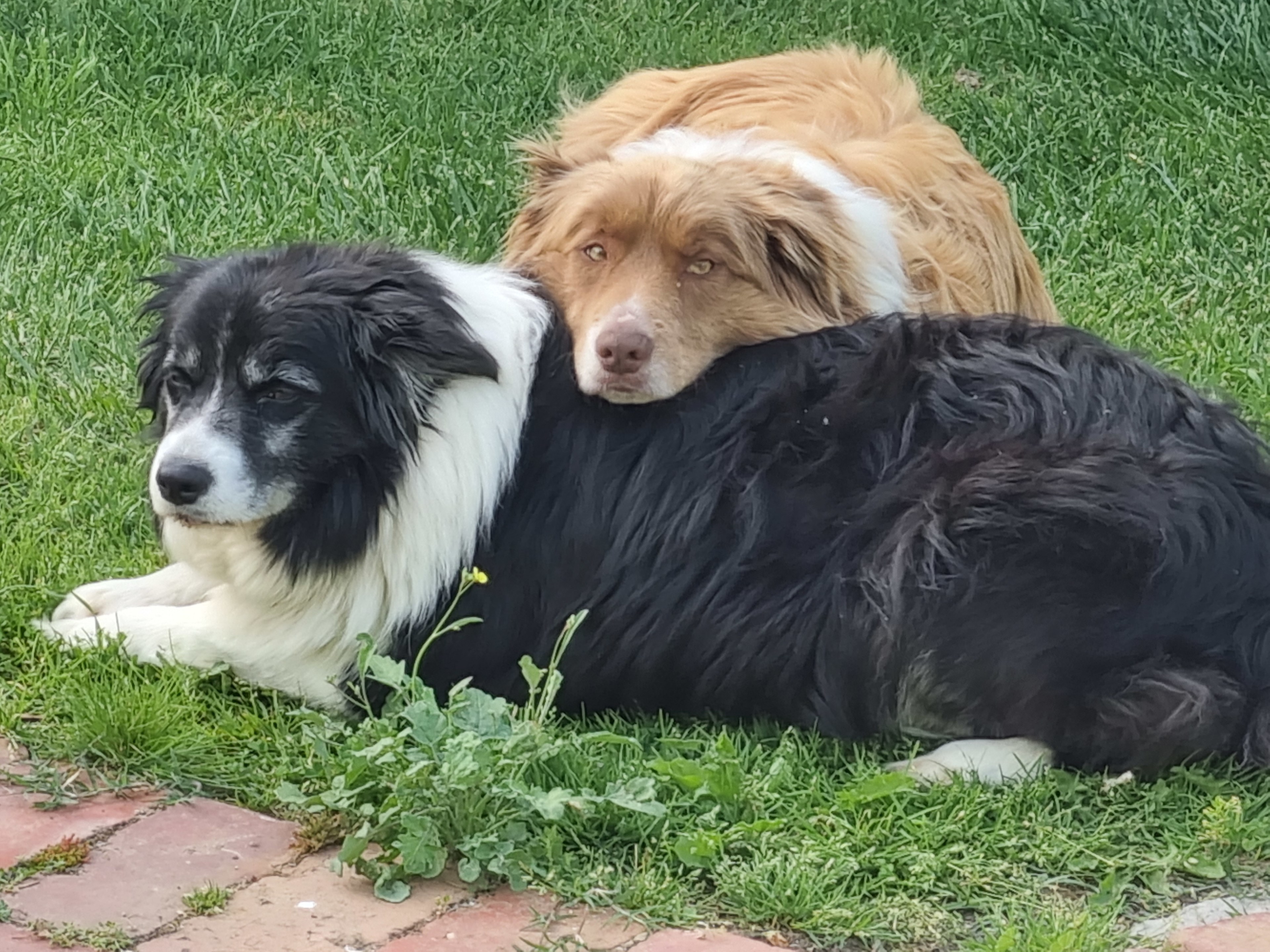 Camping on Coppard's