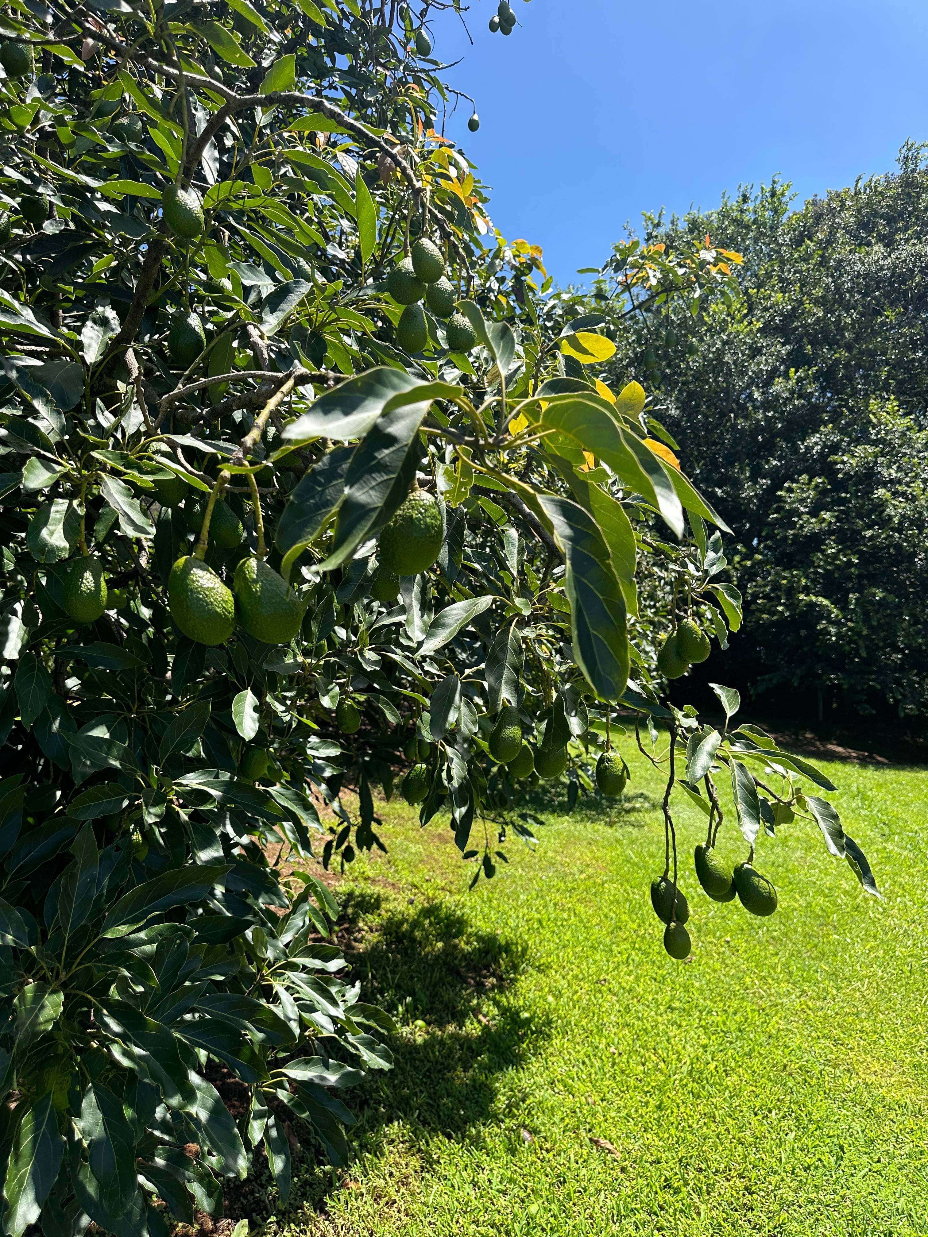 Tremayne - The Old Avocado Farm