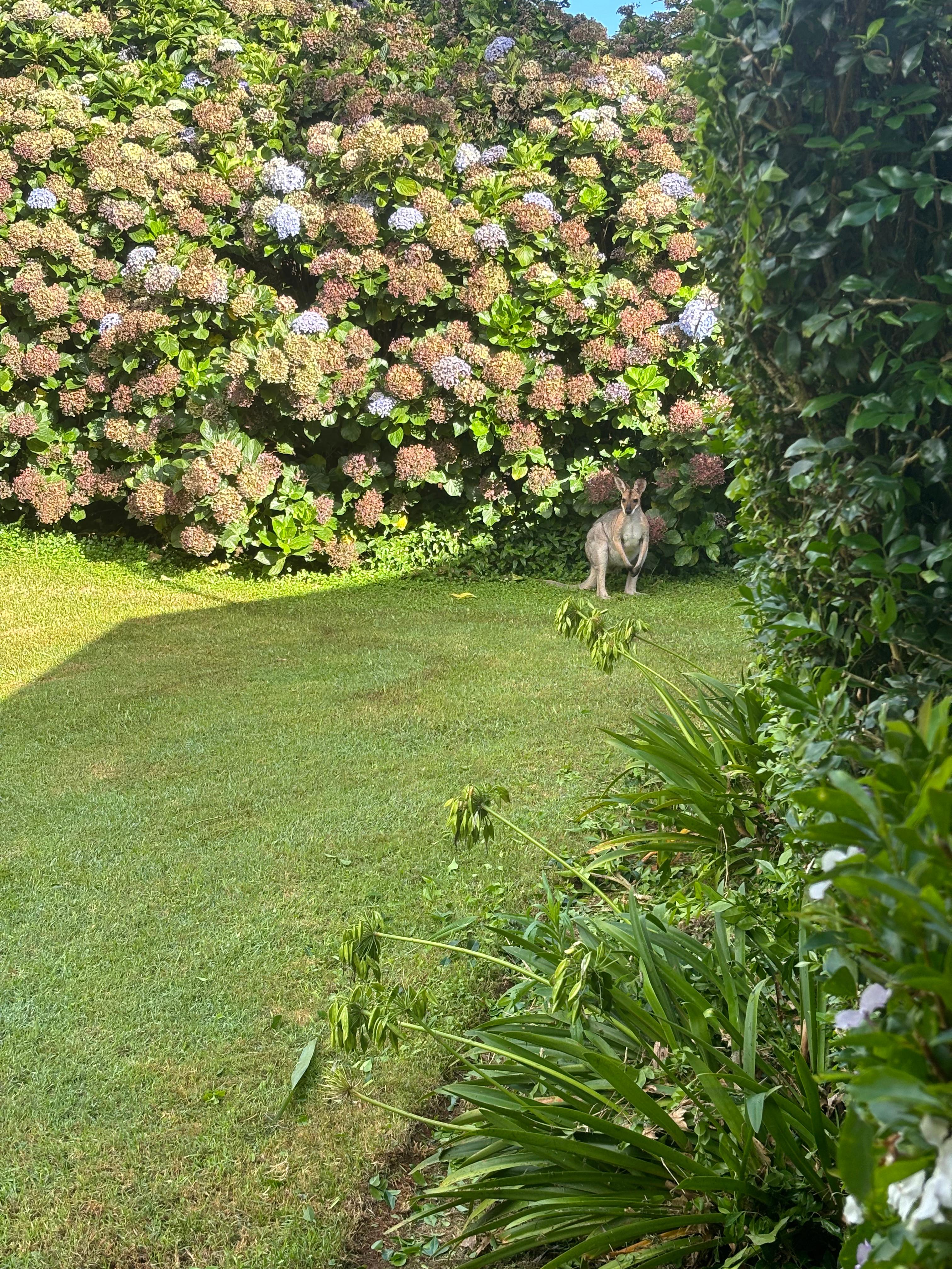 Tremayne - The Old Avocado Farm