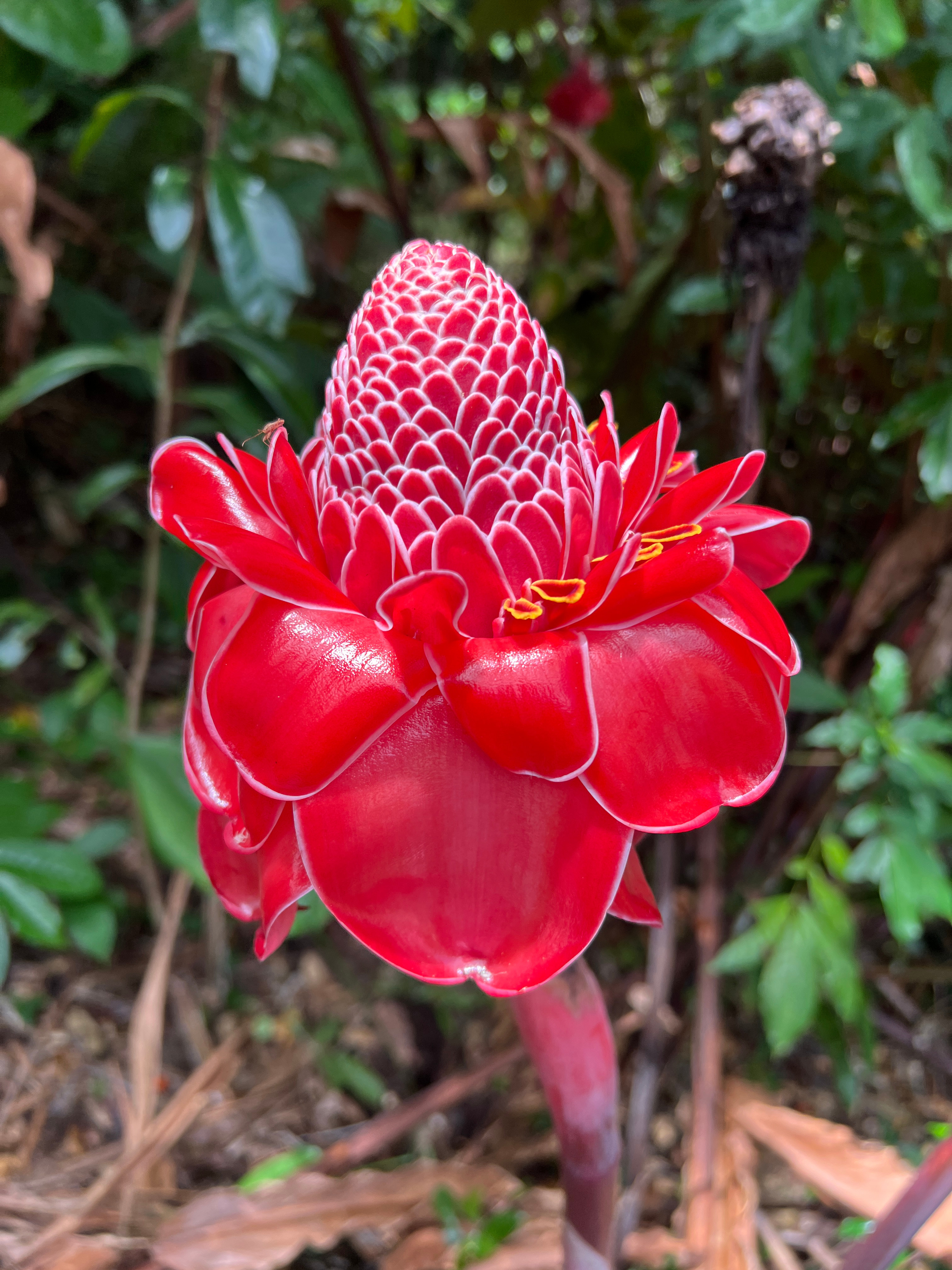 🦋 Rainforest & Tropical Gardens