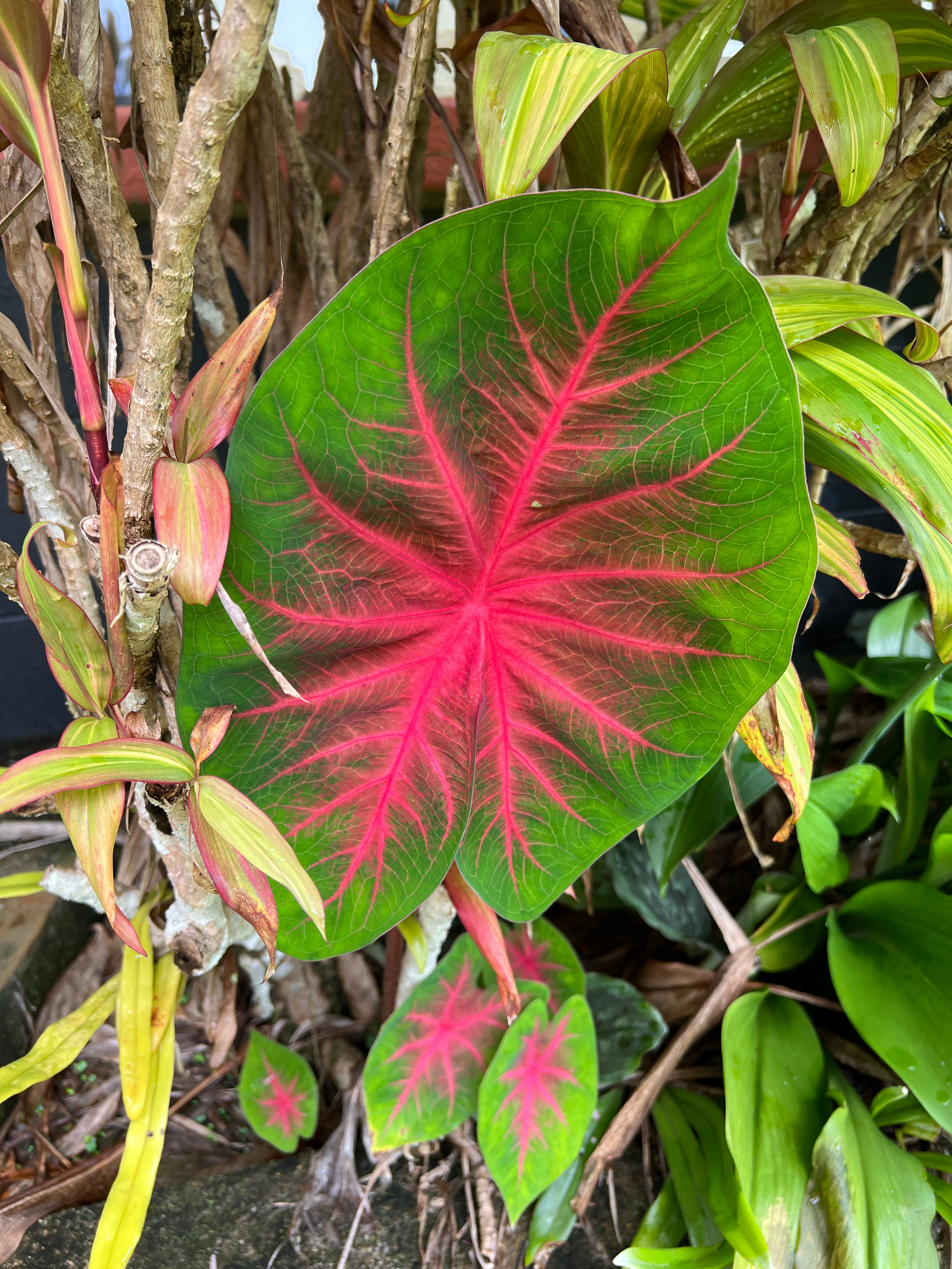 🦋 Rainforest & Tropical Gardens