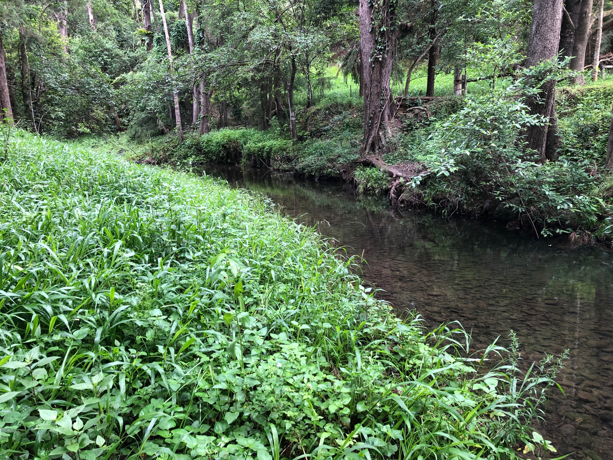 Roseberry Creek Beef Cattle Farm
