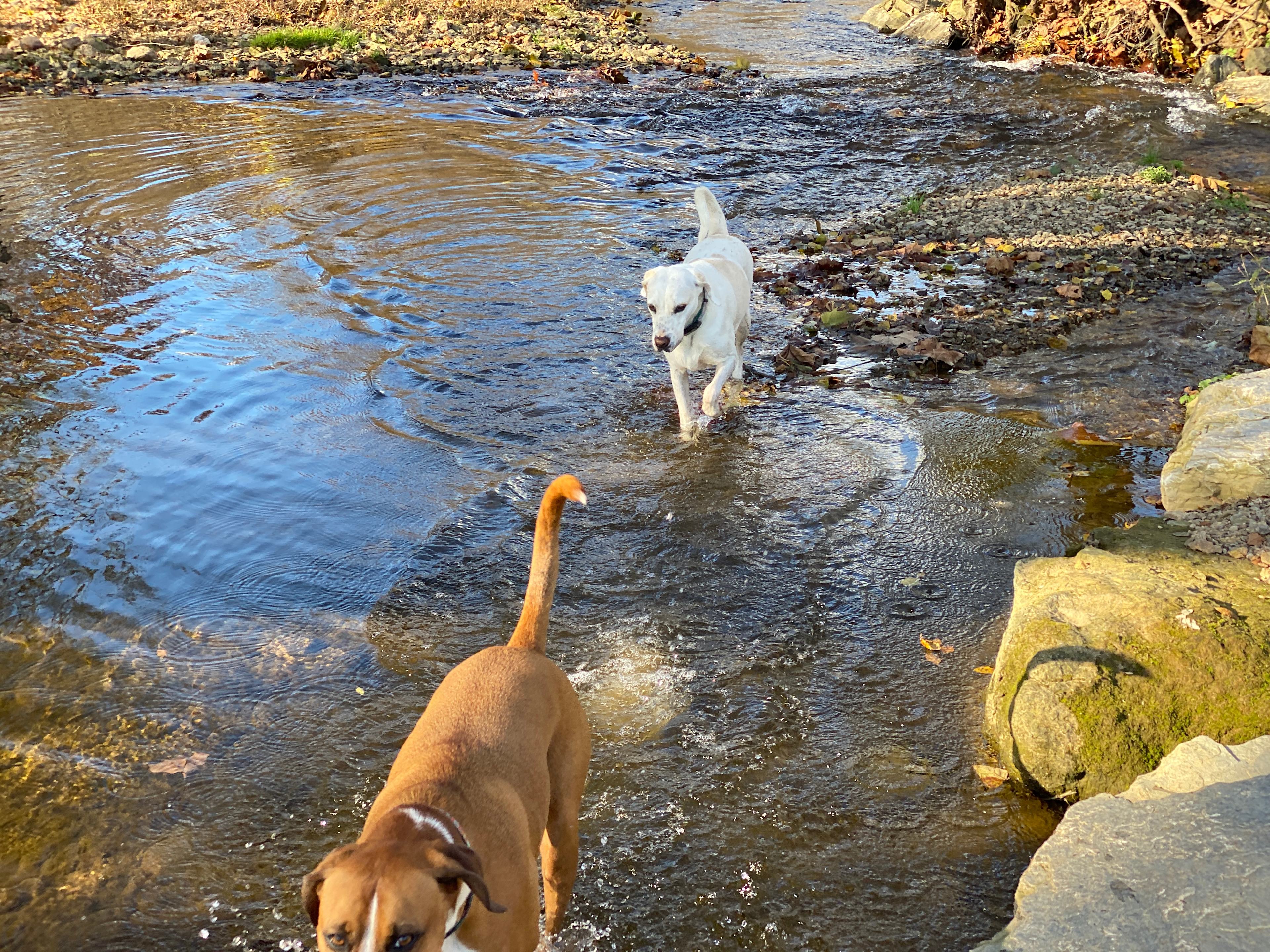 Conowingo Creek Campsite