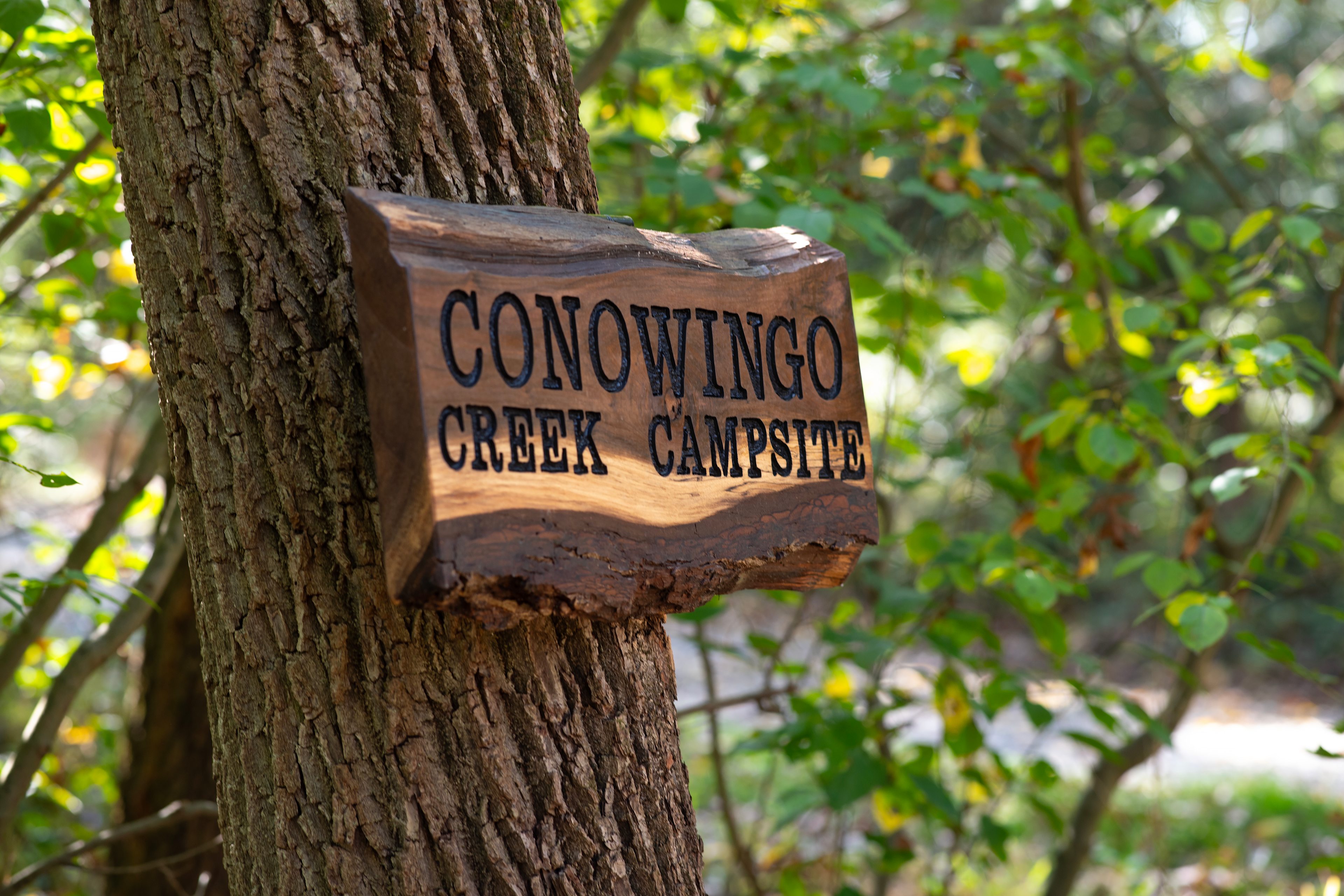 Conowingo Creek Campsite