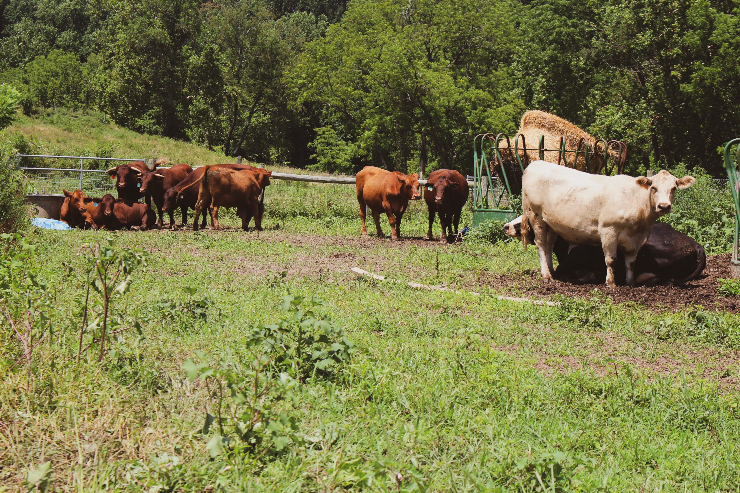 Regenerative Working Farm Stay