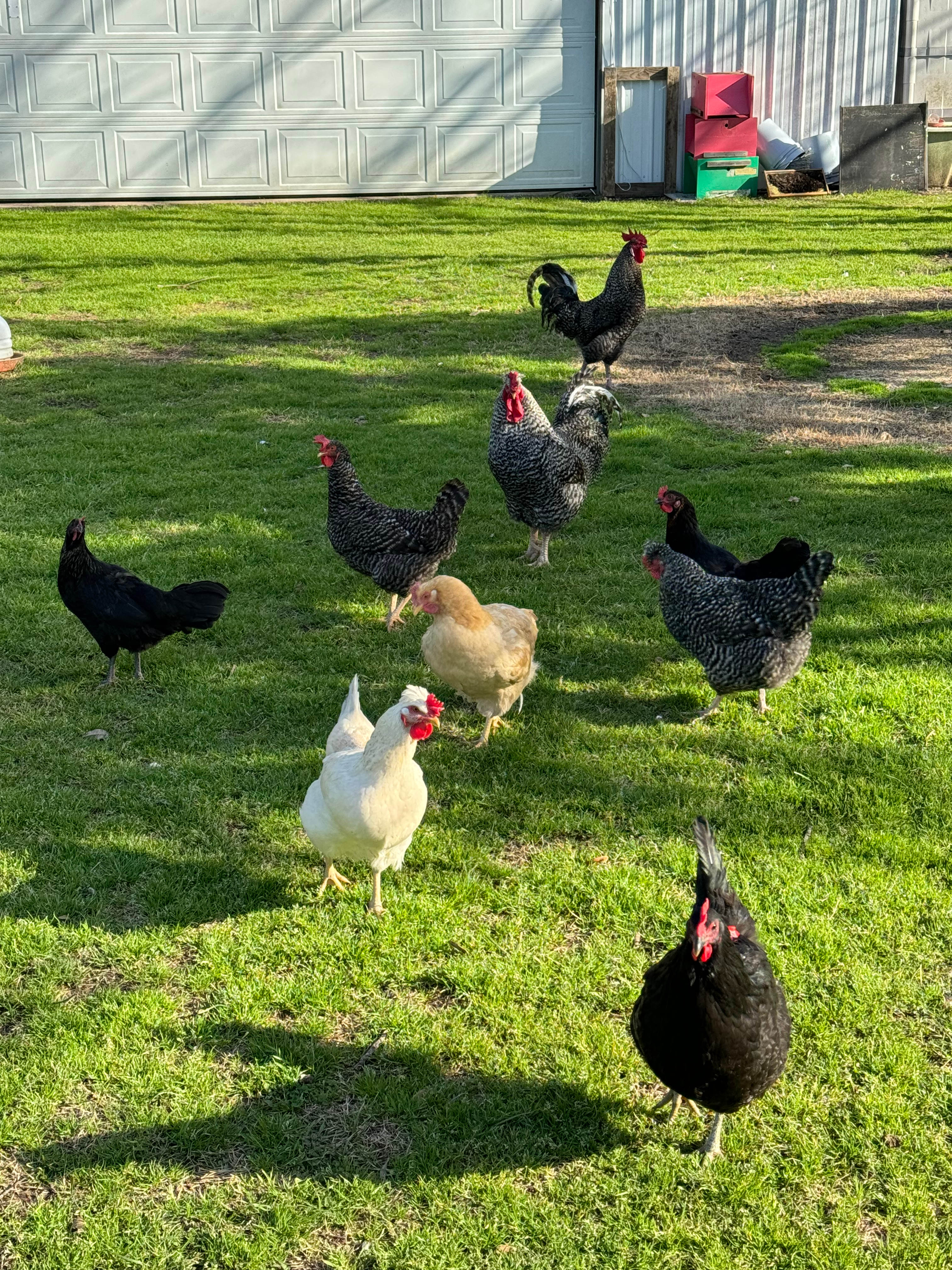 Lots of chickens and fresh eggs!