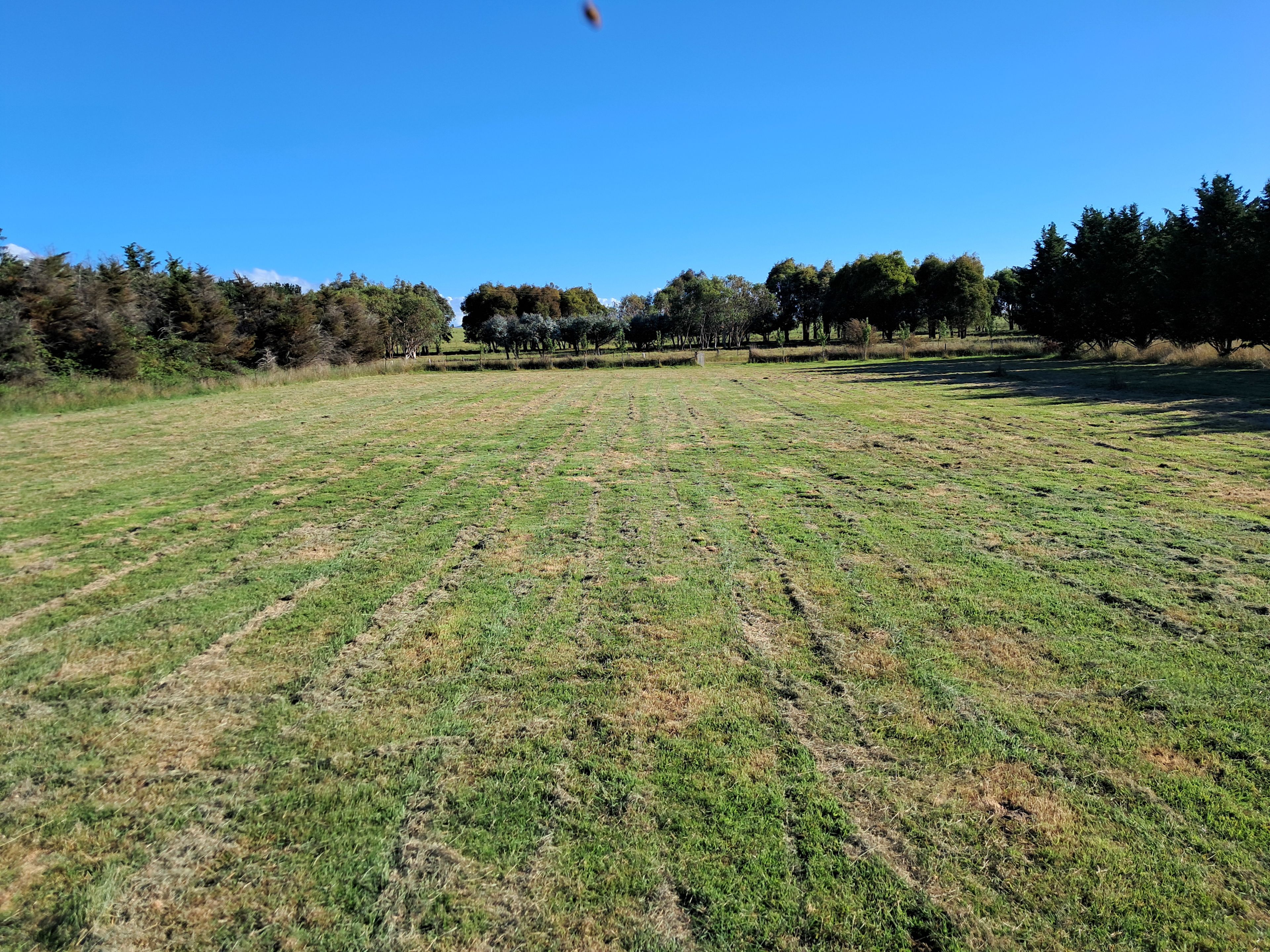 THE MEADOW
