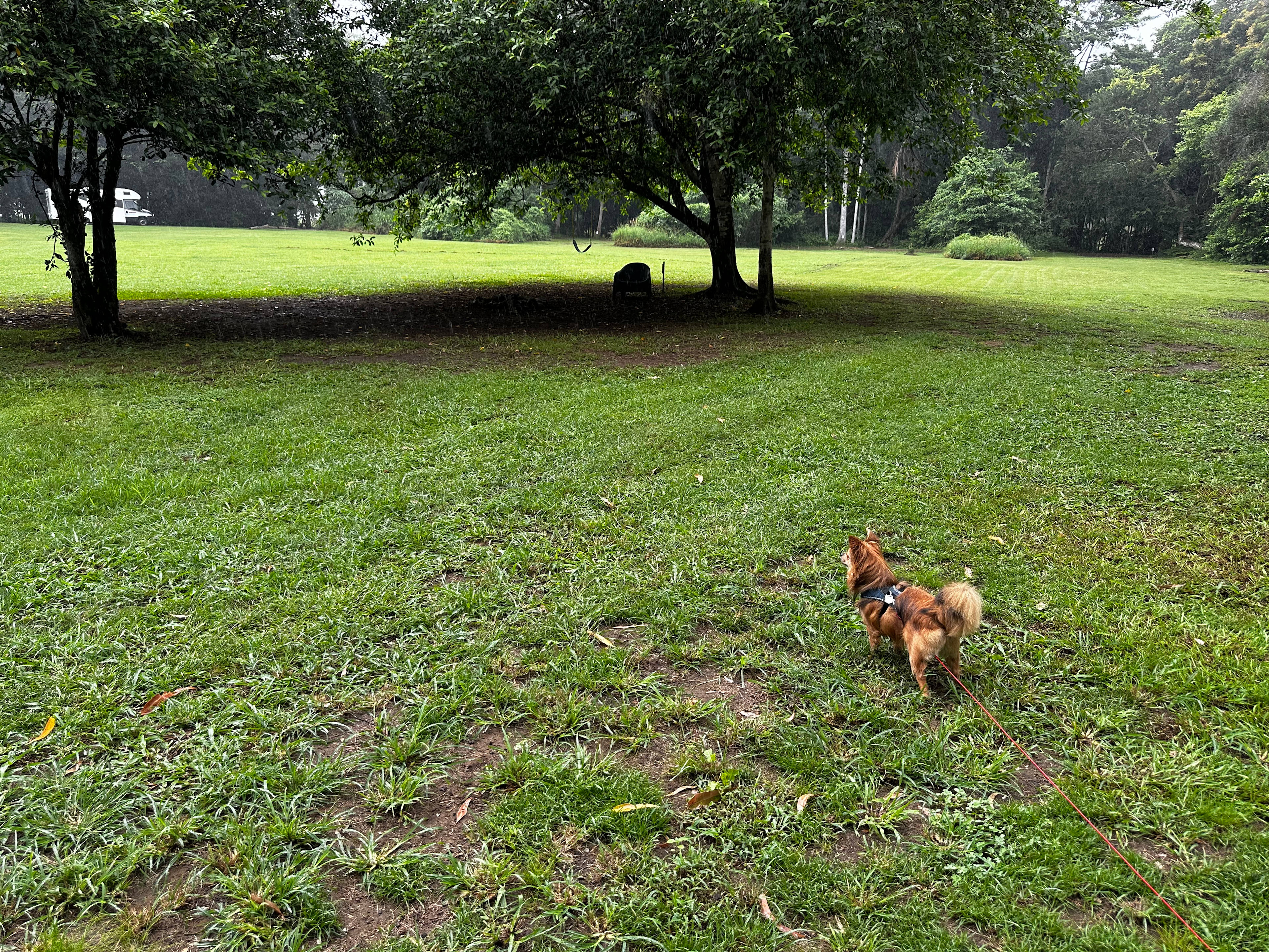 Guard dog watching the birds