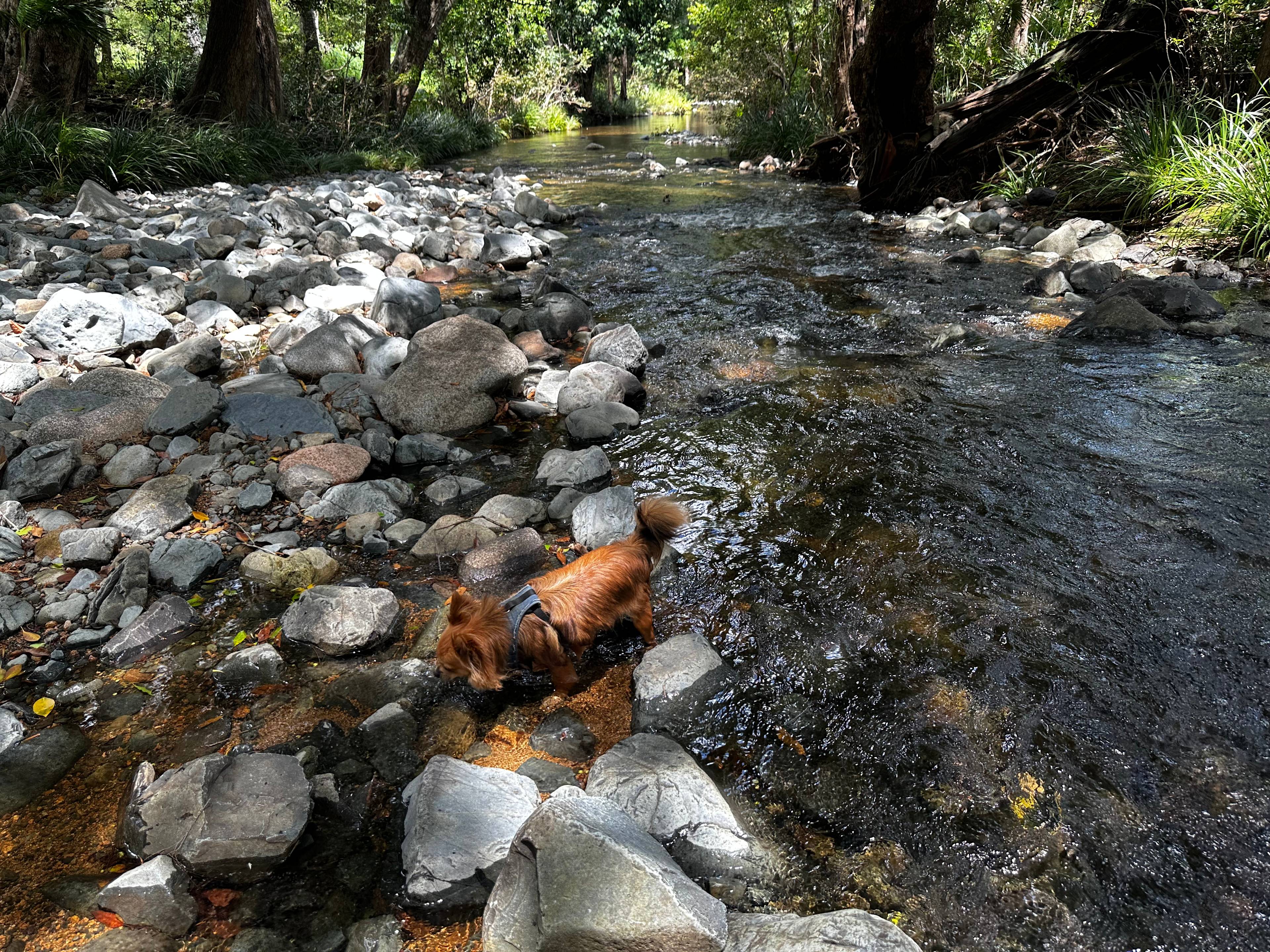 Beautiful creek!