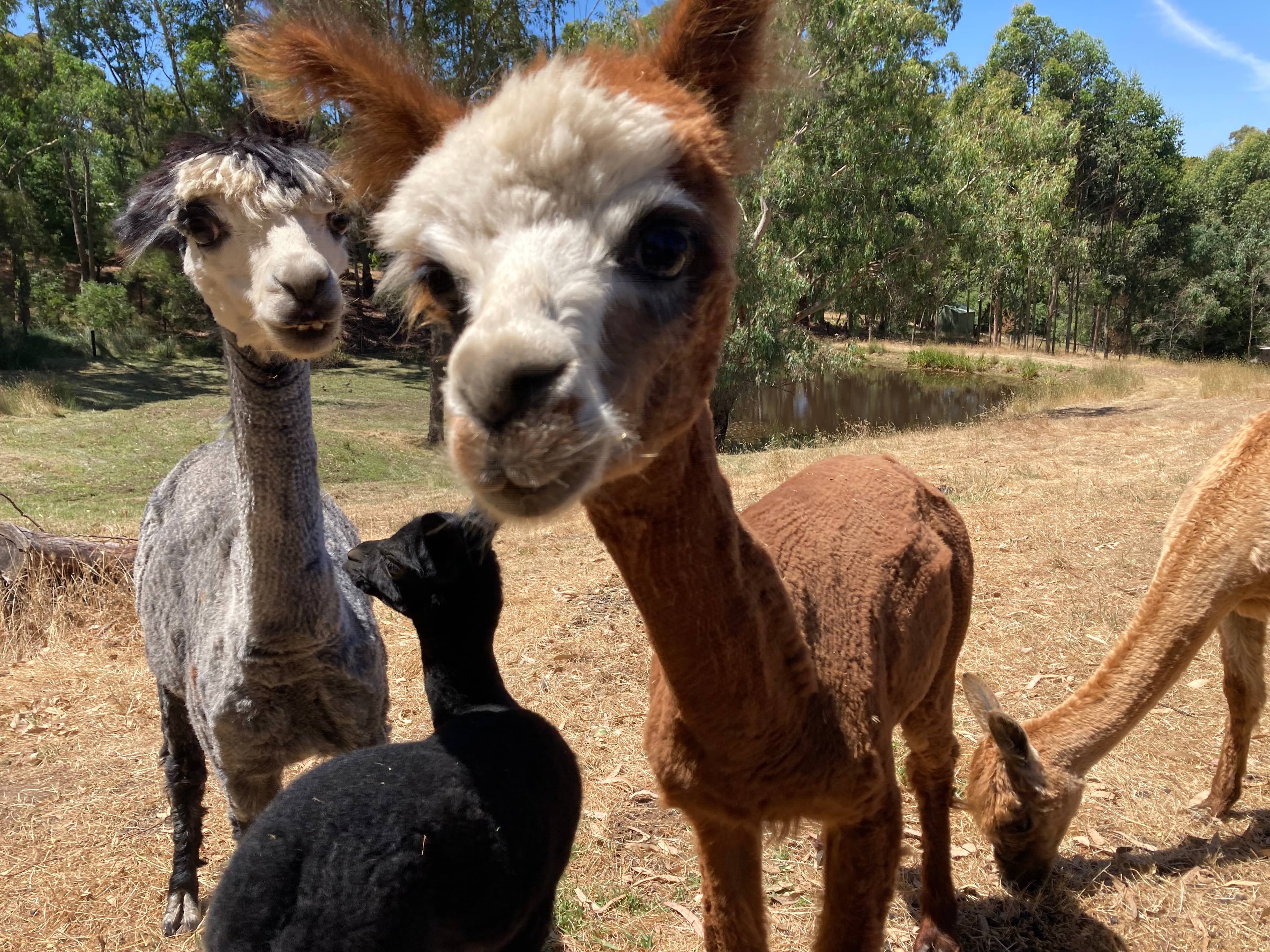 Meet Marley, Zelda and Bonnie