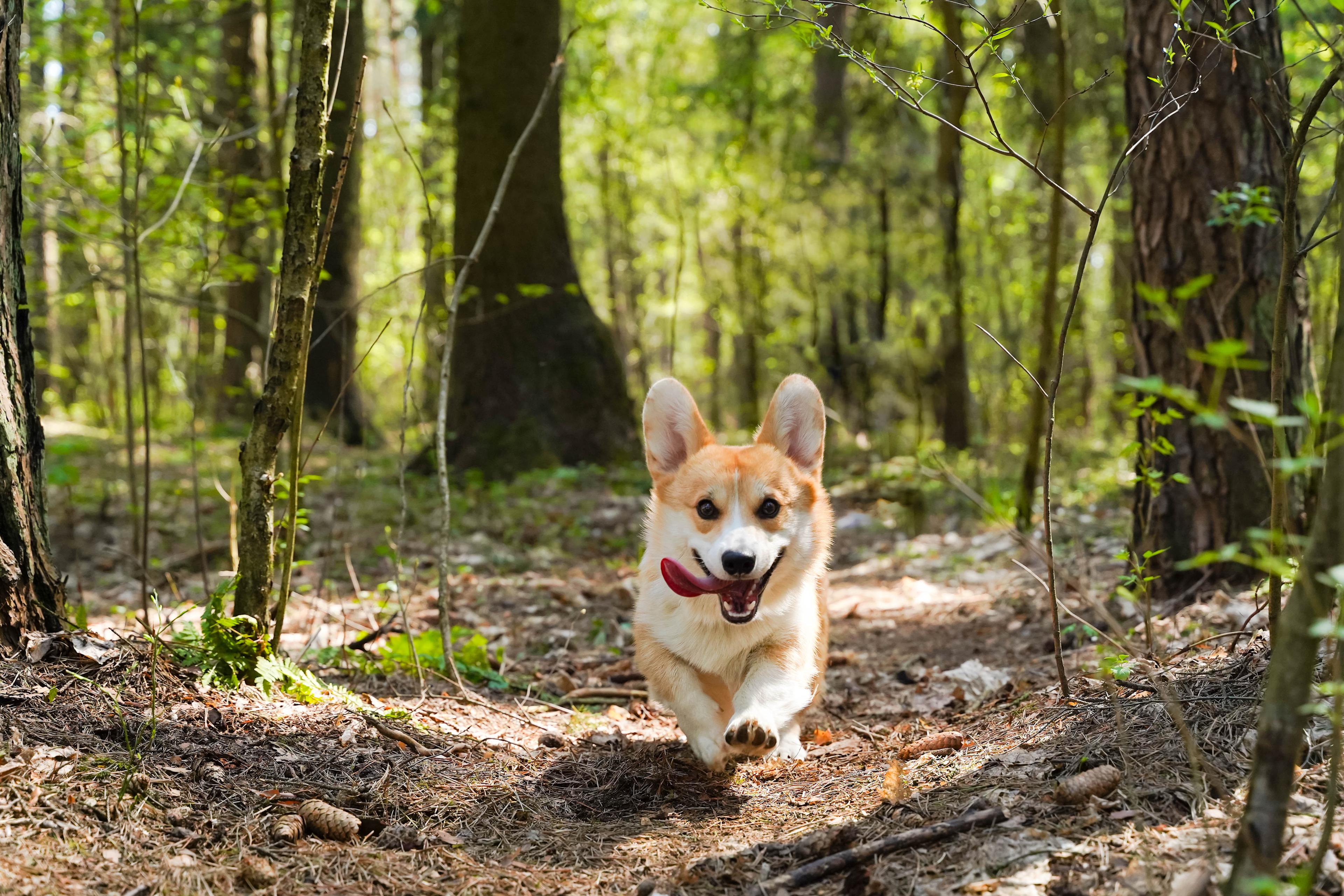 Explore our enchanting walking trails winding through 15 acres of pristine natural bushland which are pet-friendly.