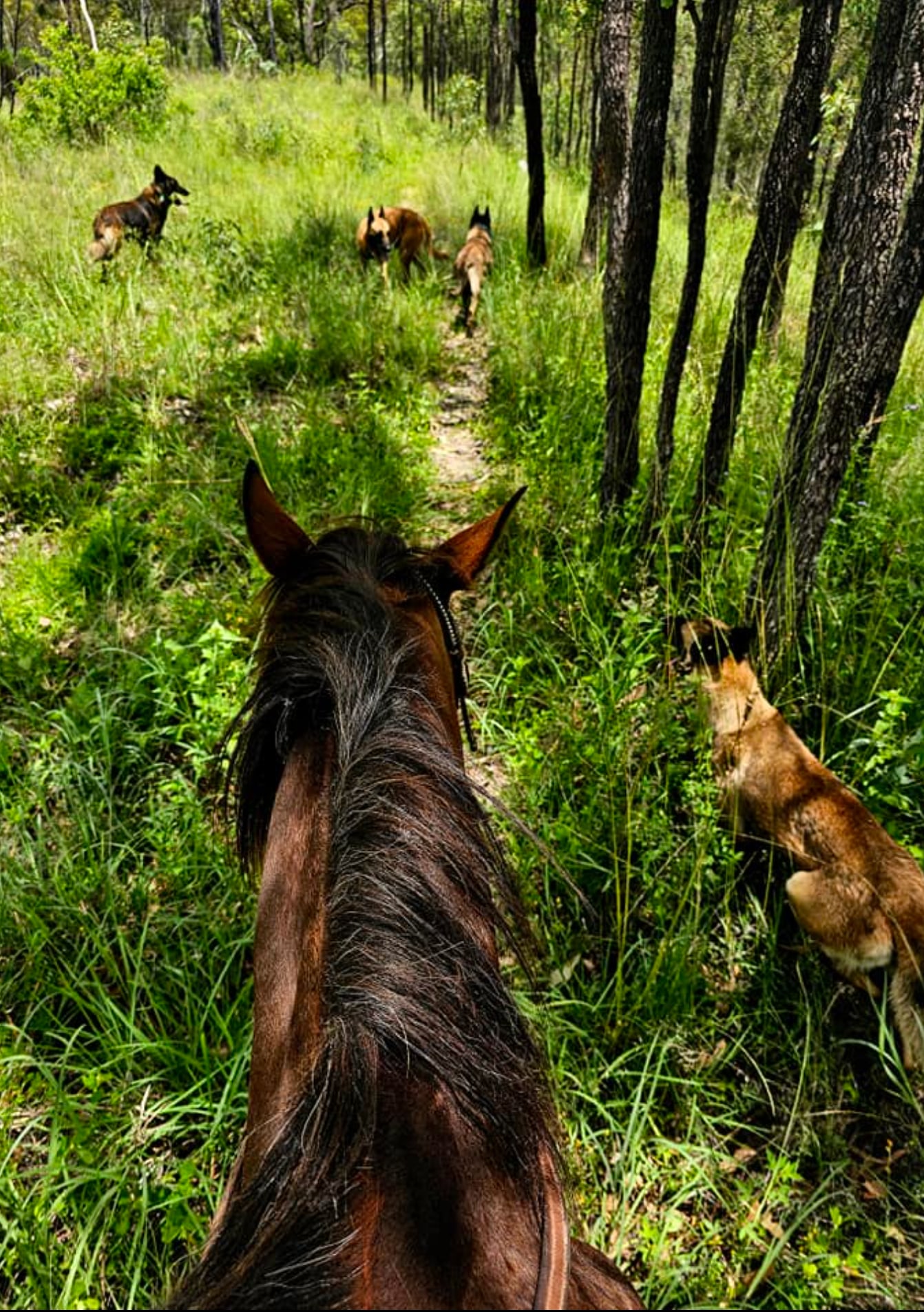 Mountain View - Mount Perry Farm