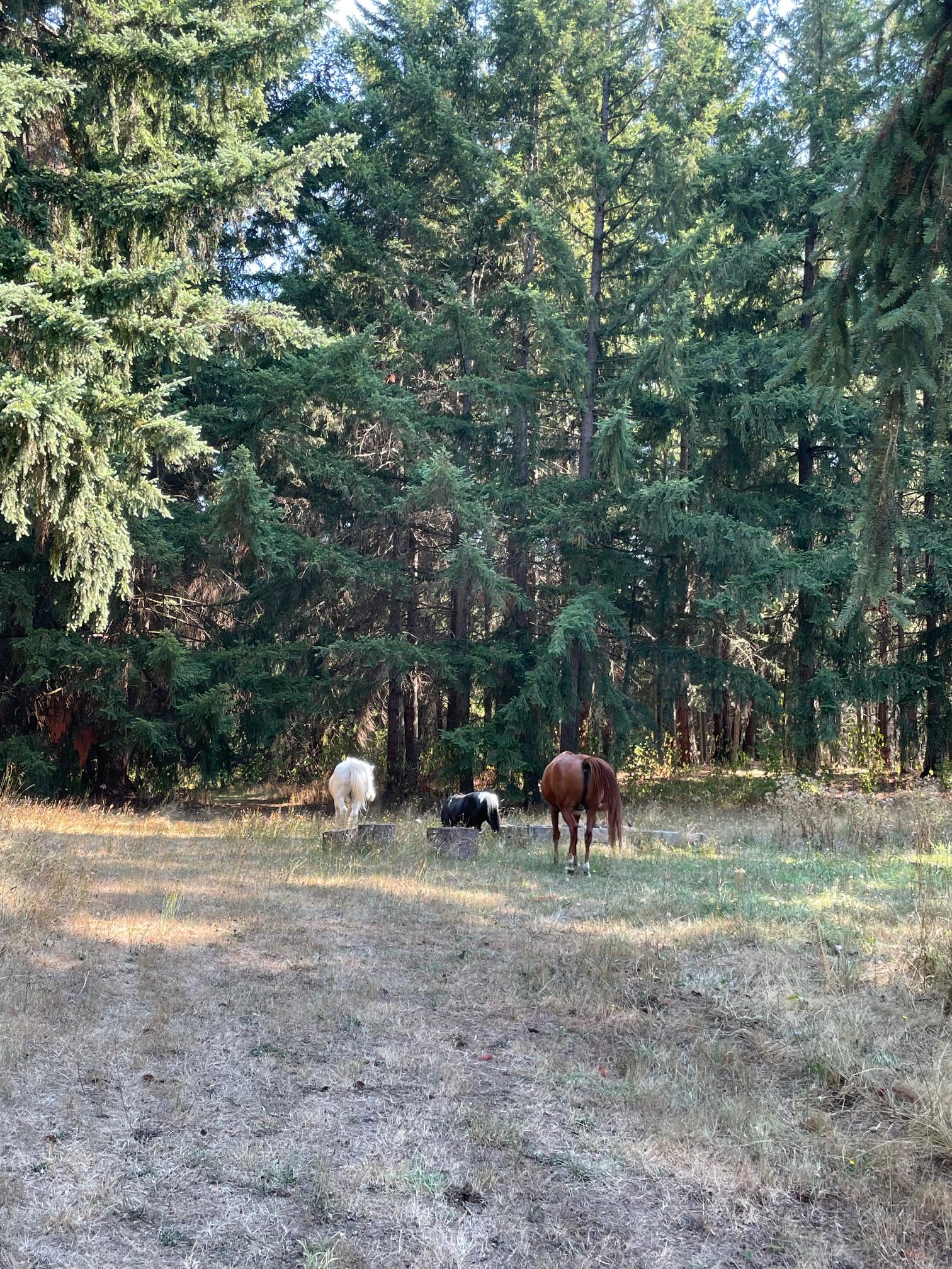 Country Refuge Close to City