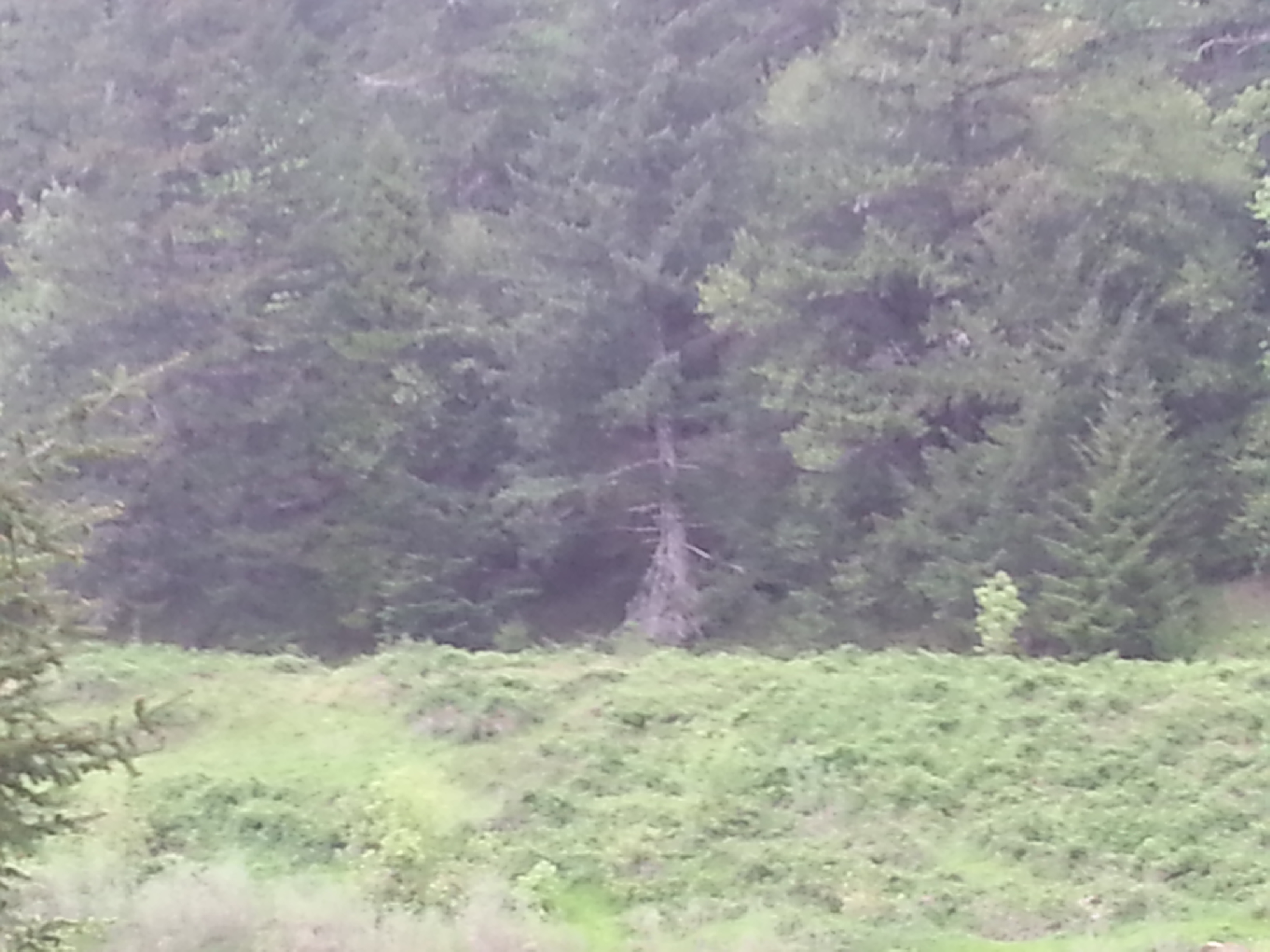 Redding Ranch - Williams Escape