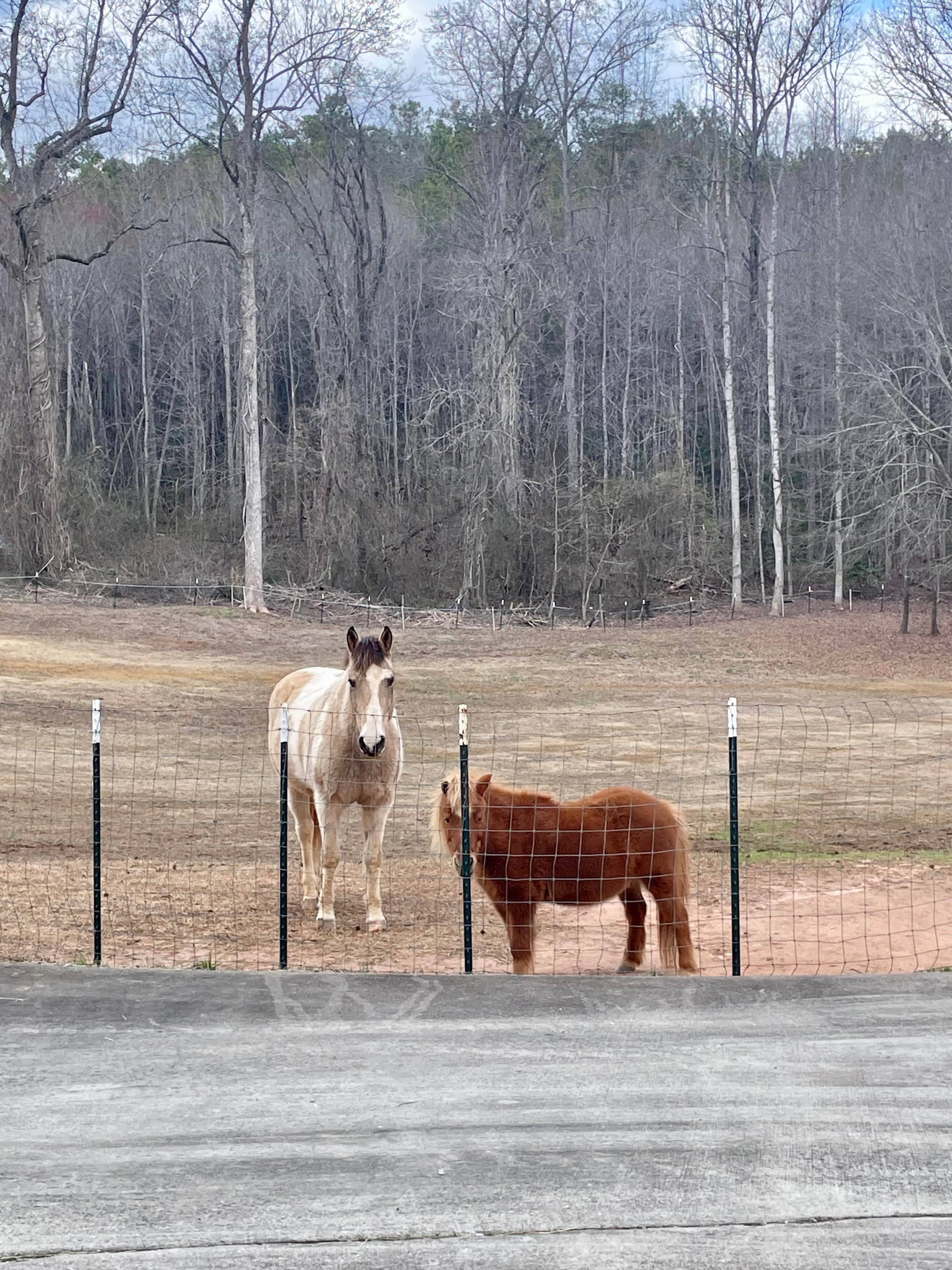 Horses on property 