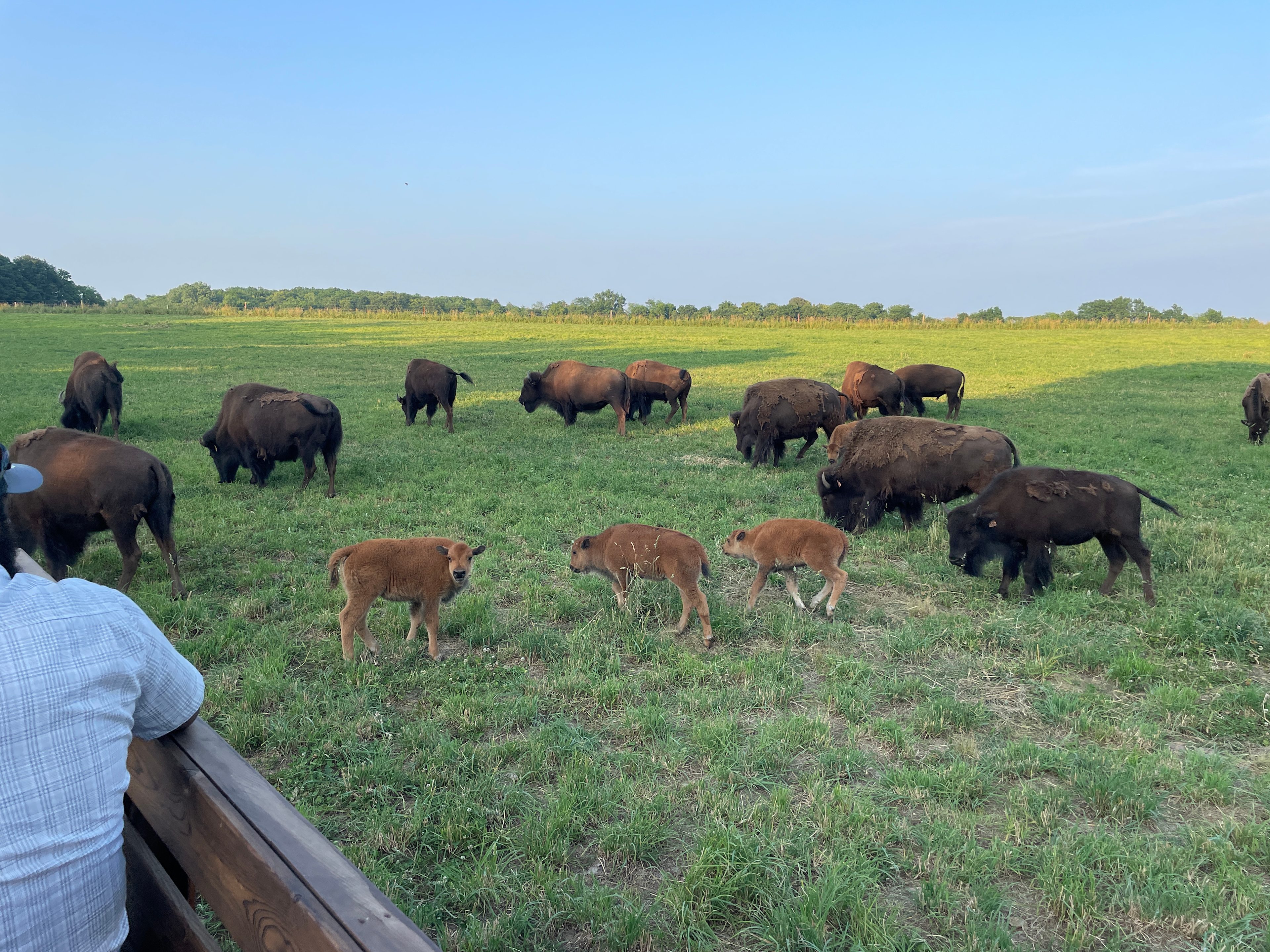 Bracy Gold Bison Ranch