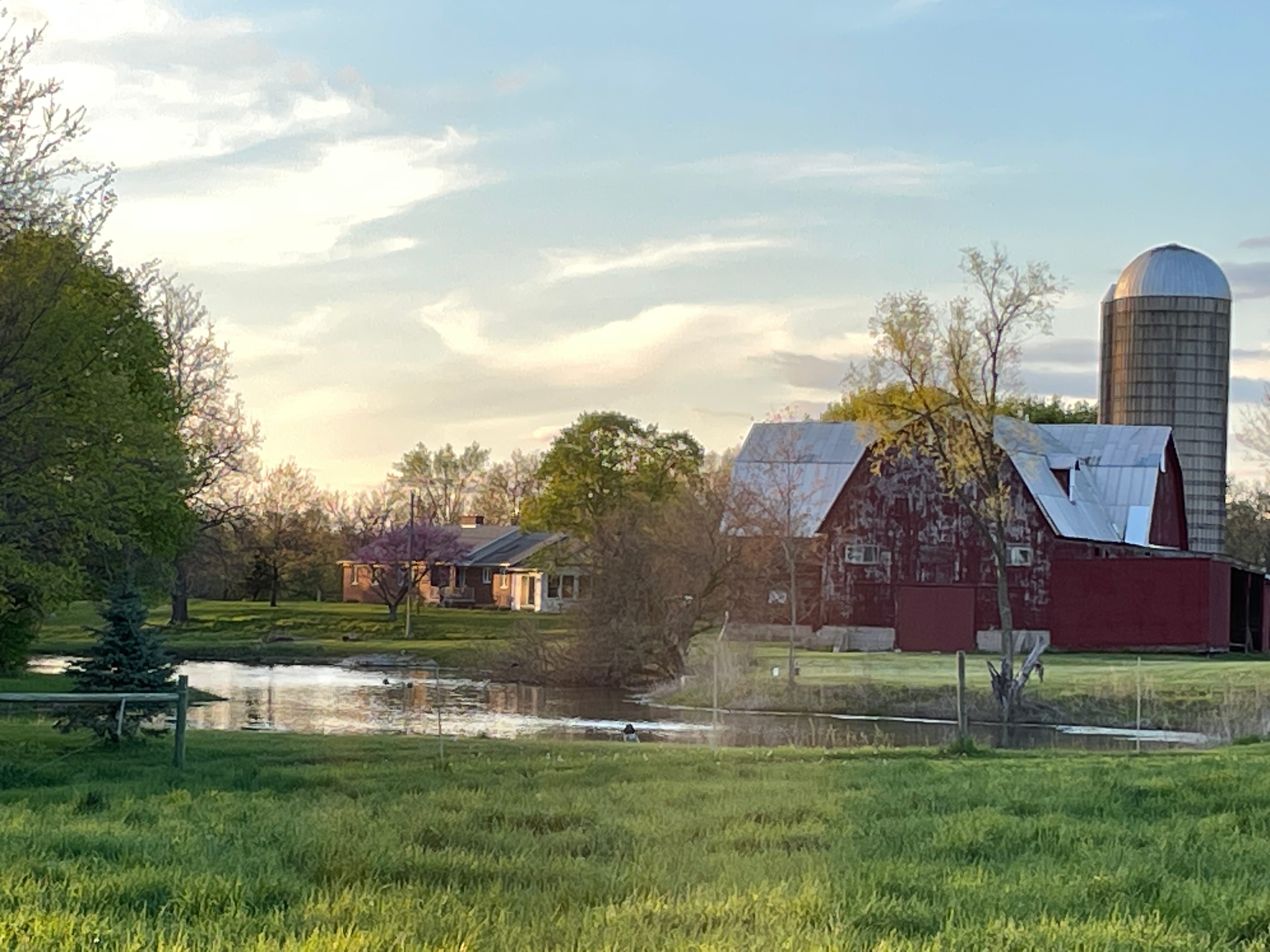 Bracy Gold Bison Ranch