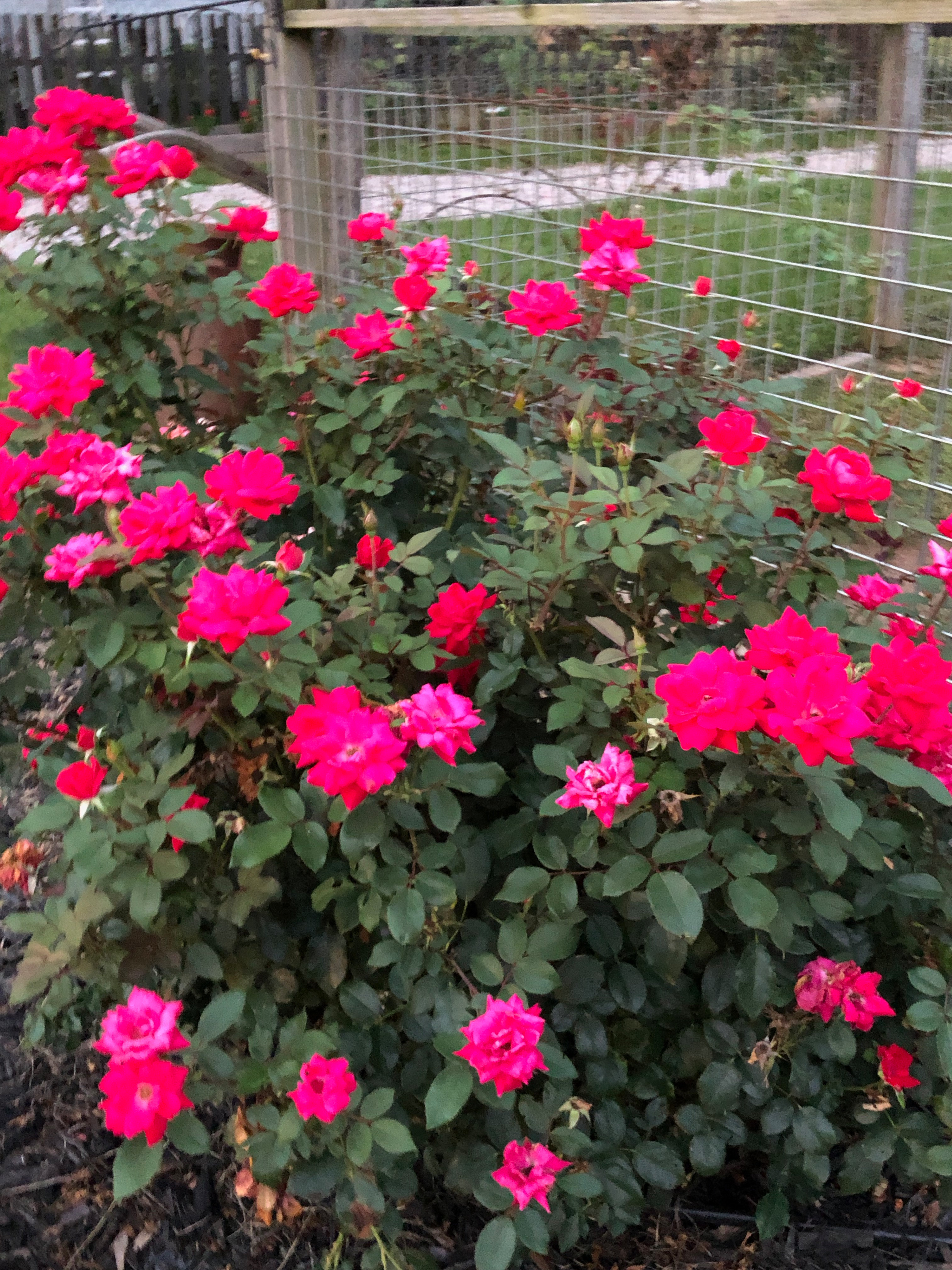 Jubilee Farms Tent Site #6