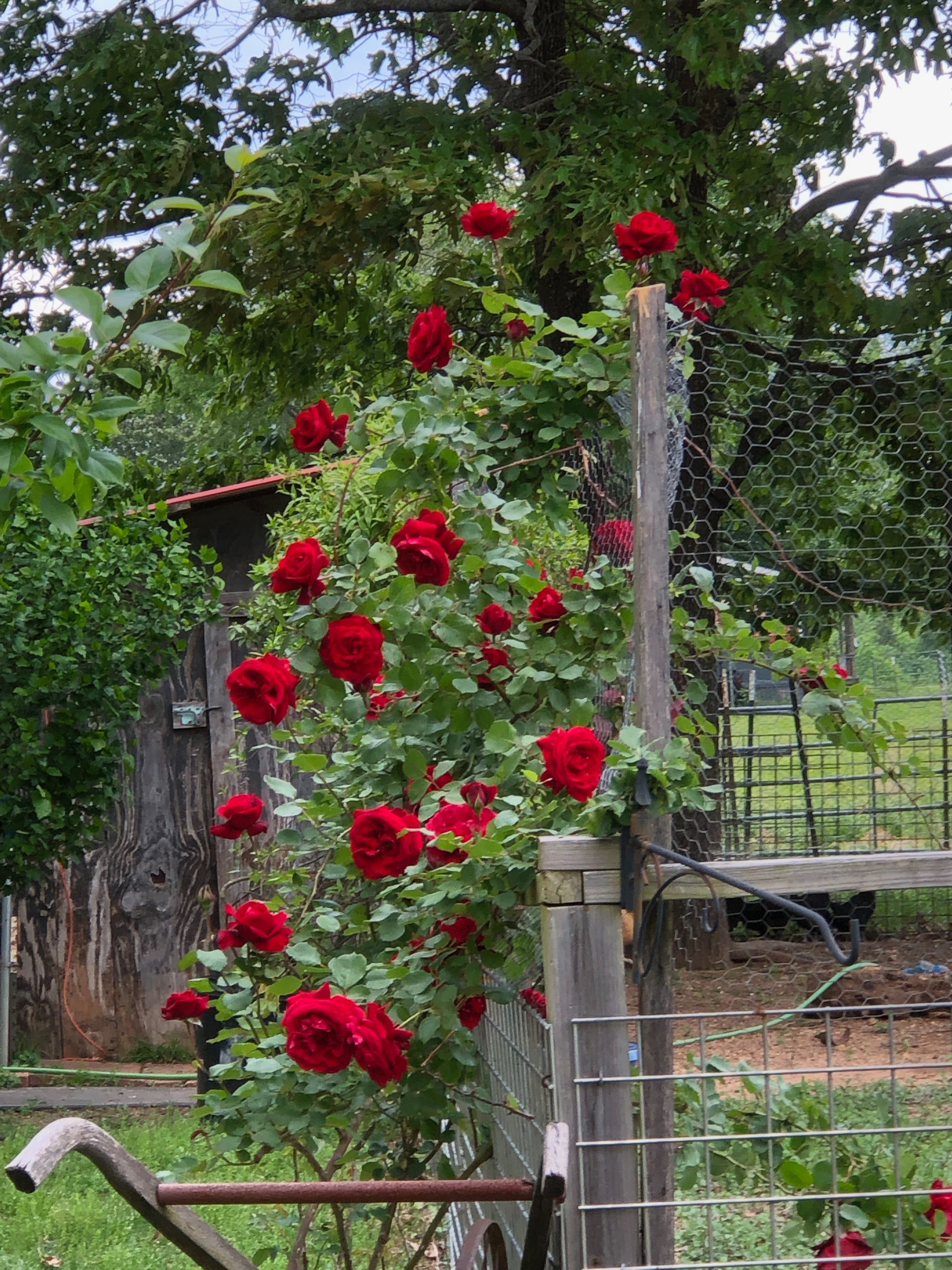 Jubilee Farm at Whiskey Bravo Ranch