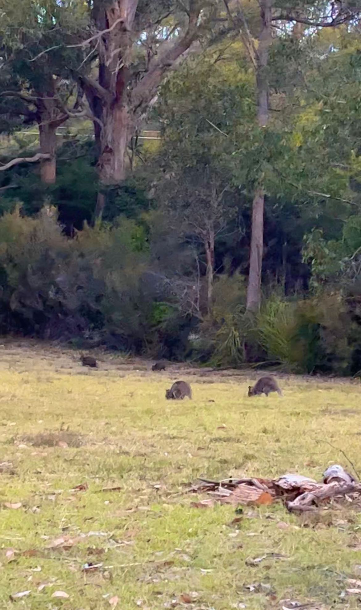 Wallabies and Pademelons 