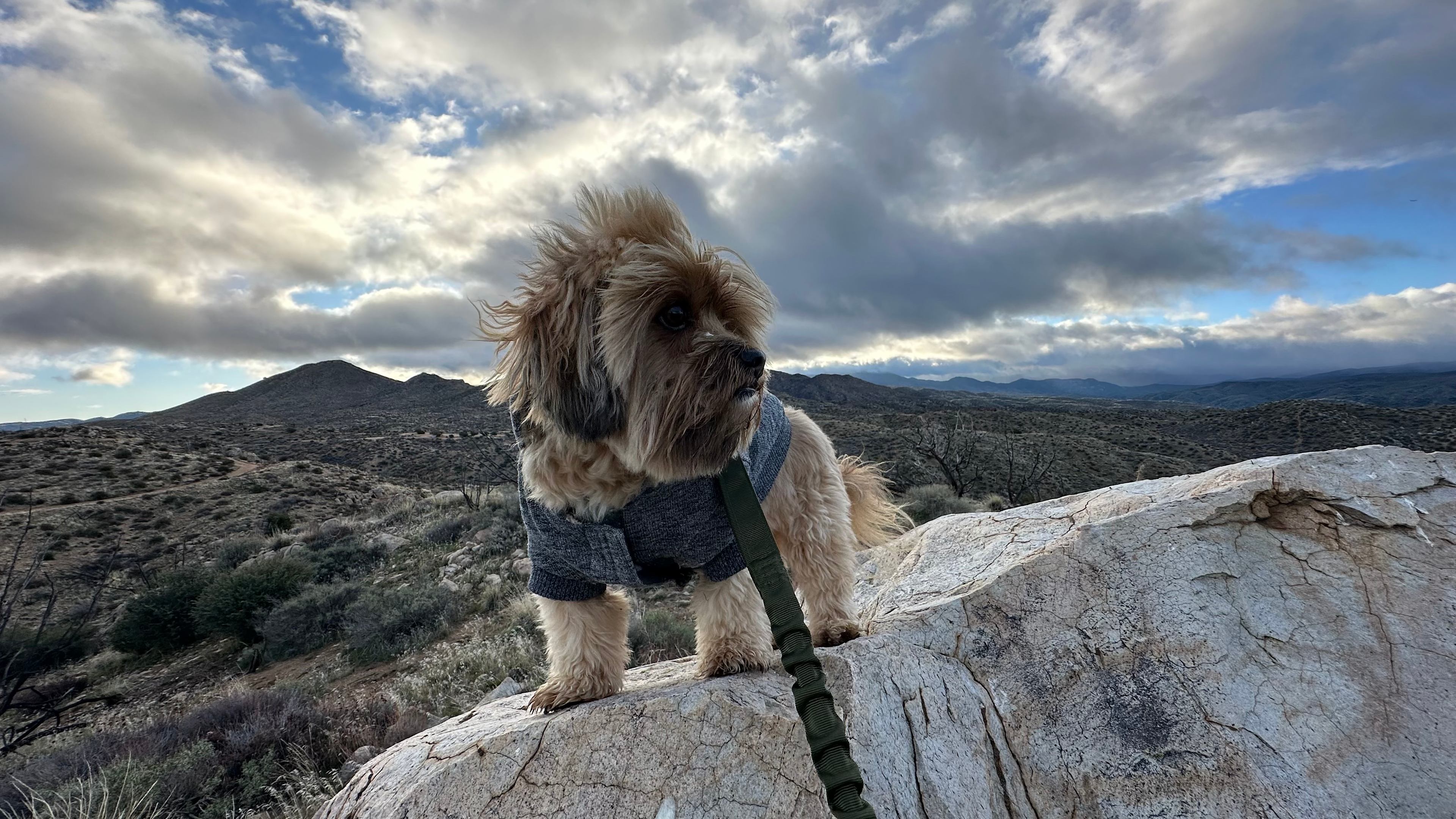 My mighty Lhasa apso