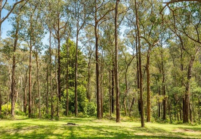 Tranquil Forest River Campsites