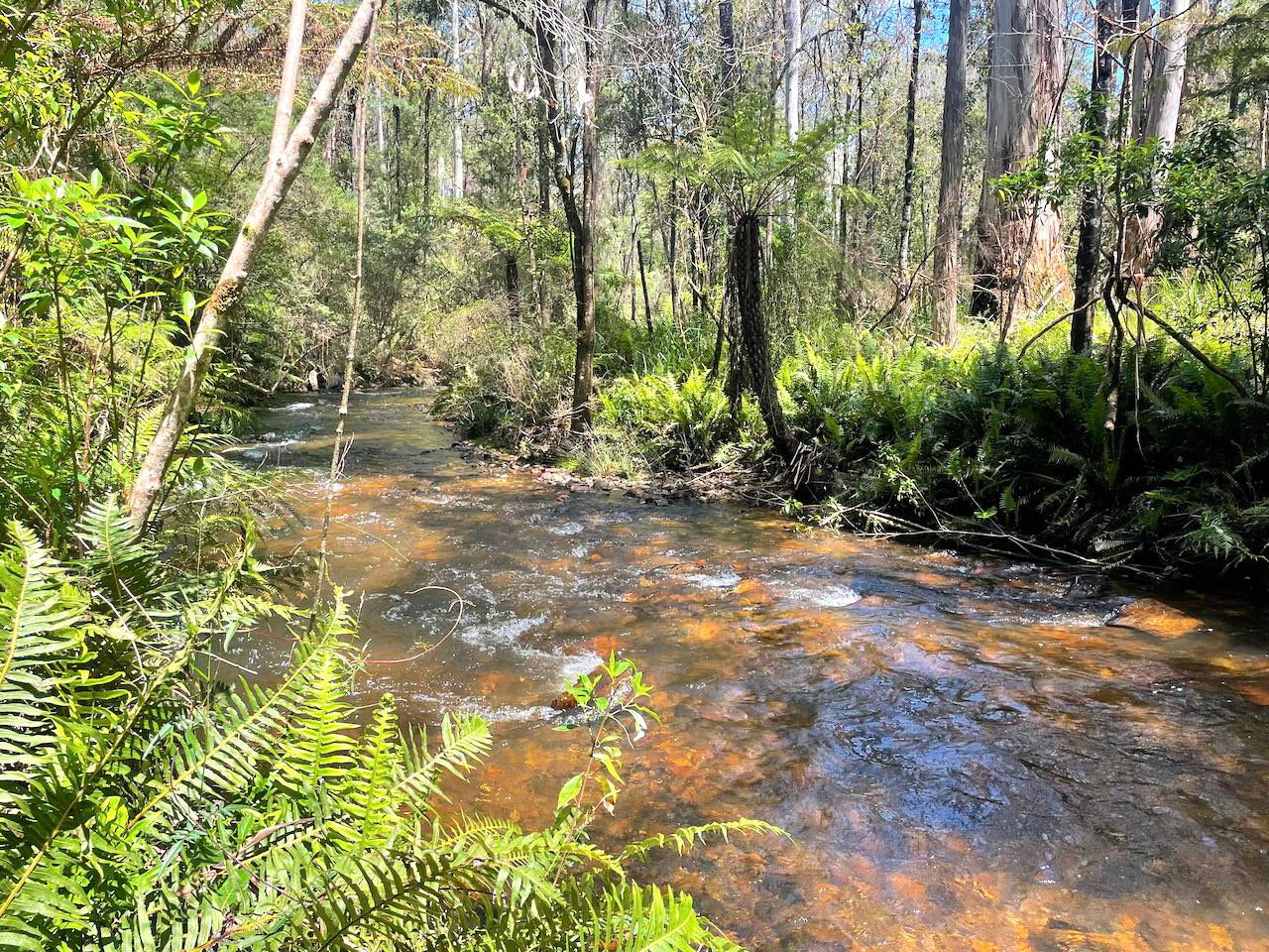 Tranquil Forest River Campsites