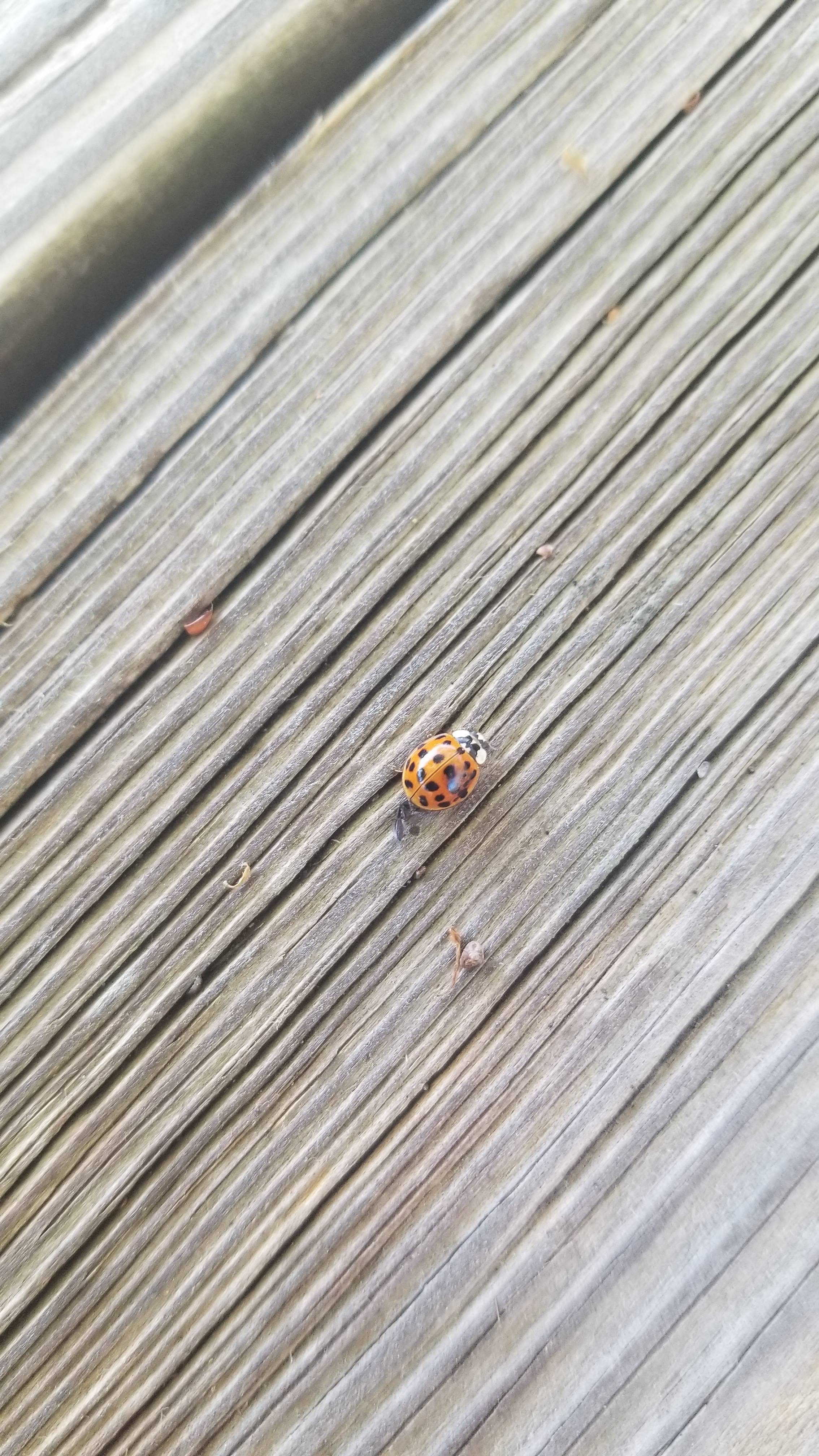 Saint Lucie Farm Preserve