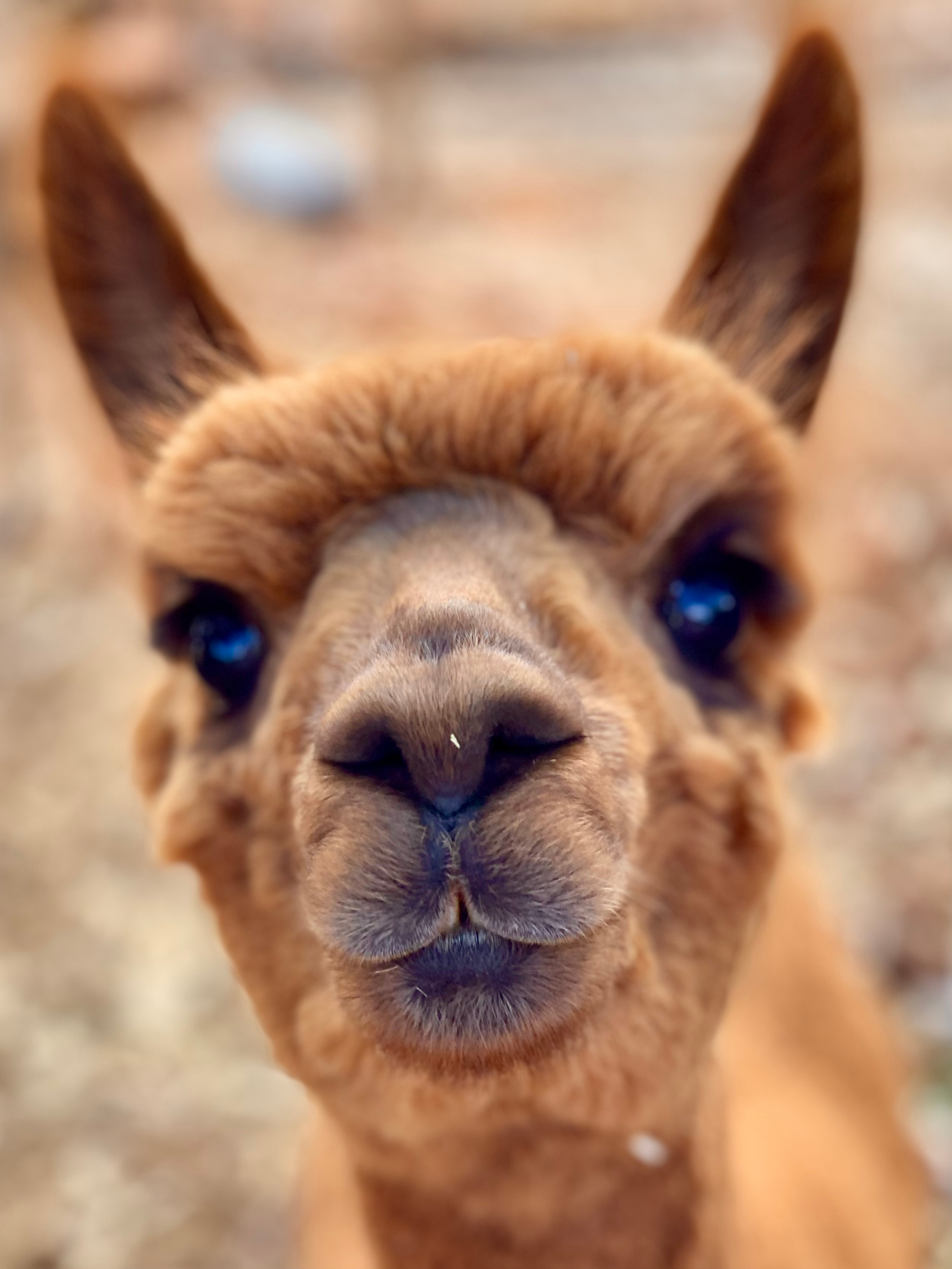 Sandalwood Downs  Farm Stay Toodyay