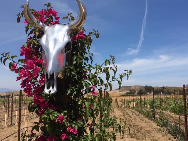 Dos Fernandos' Hideaway RV vineyard