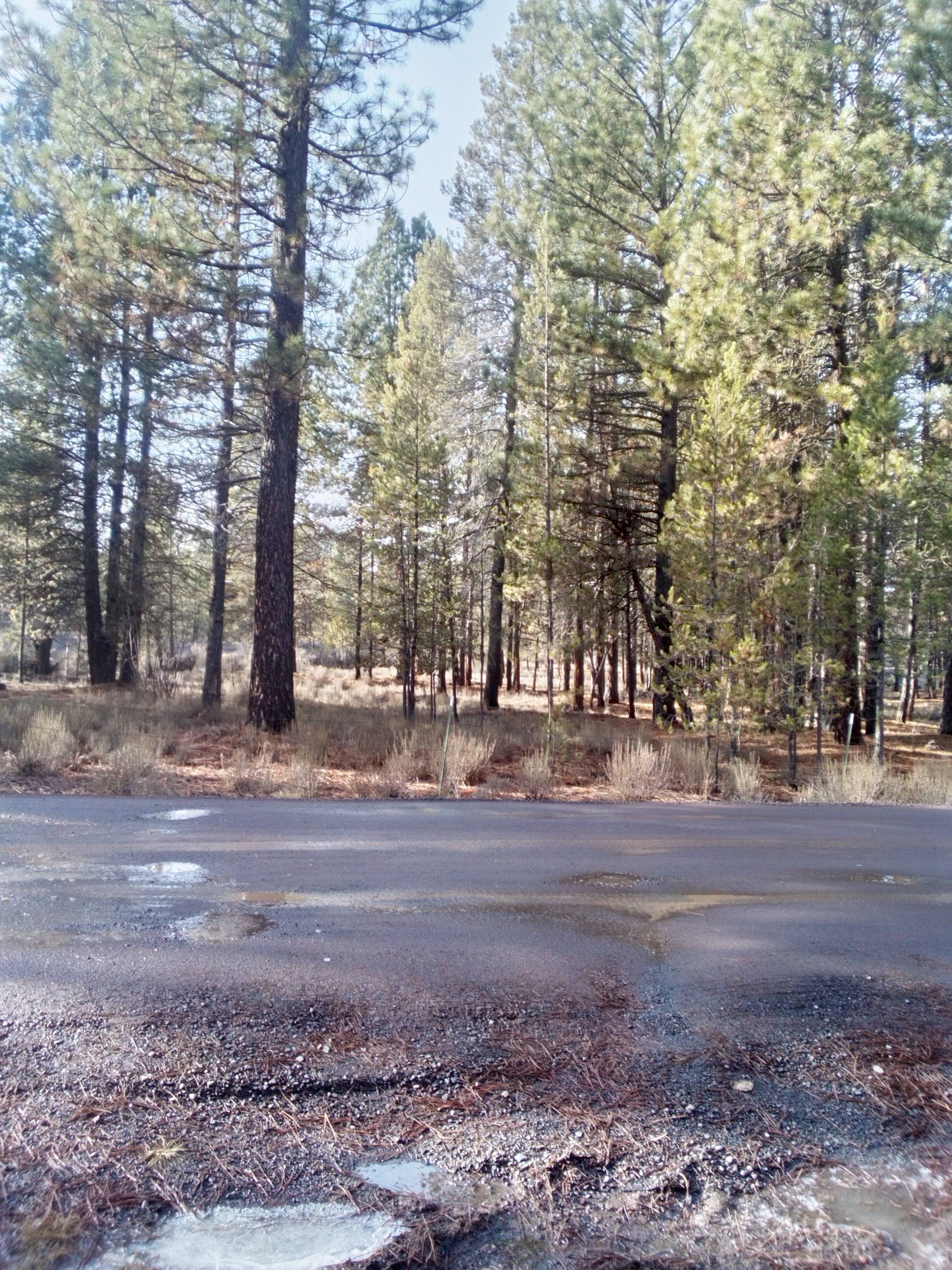 River Pines