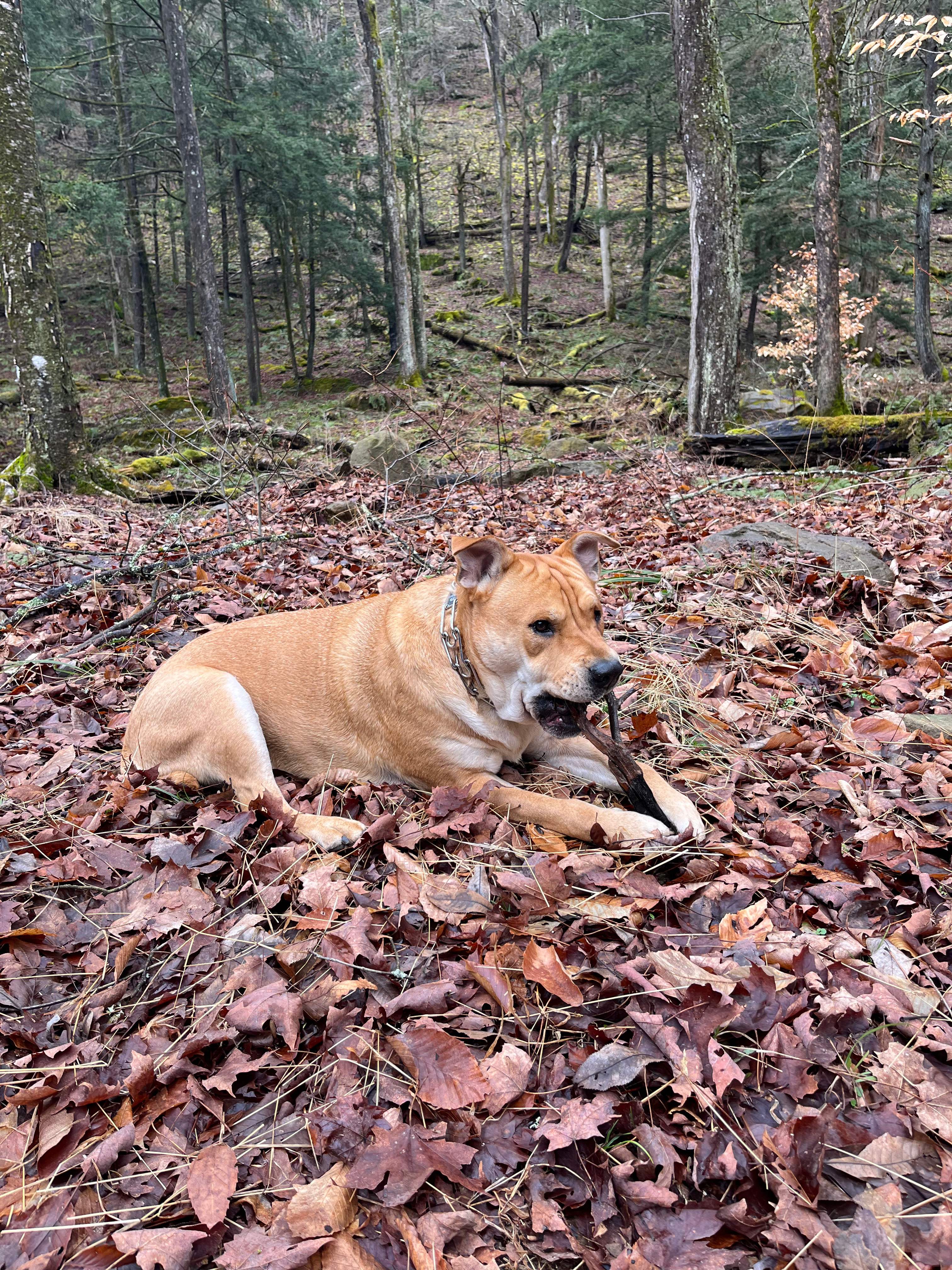 Sawmill Woodzie/Elk Creek Escape