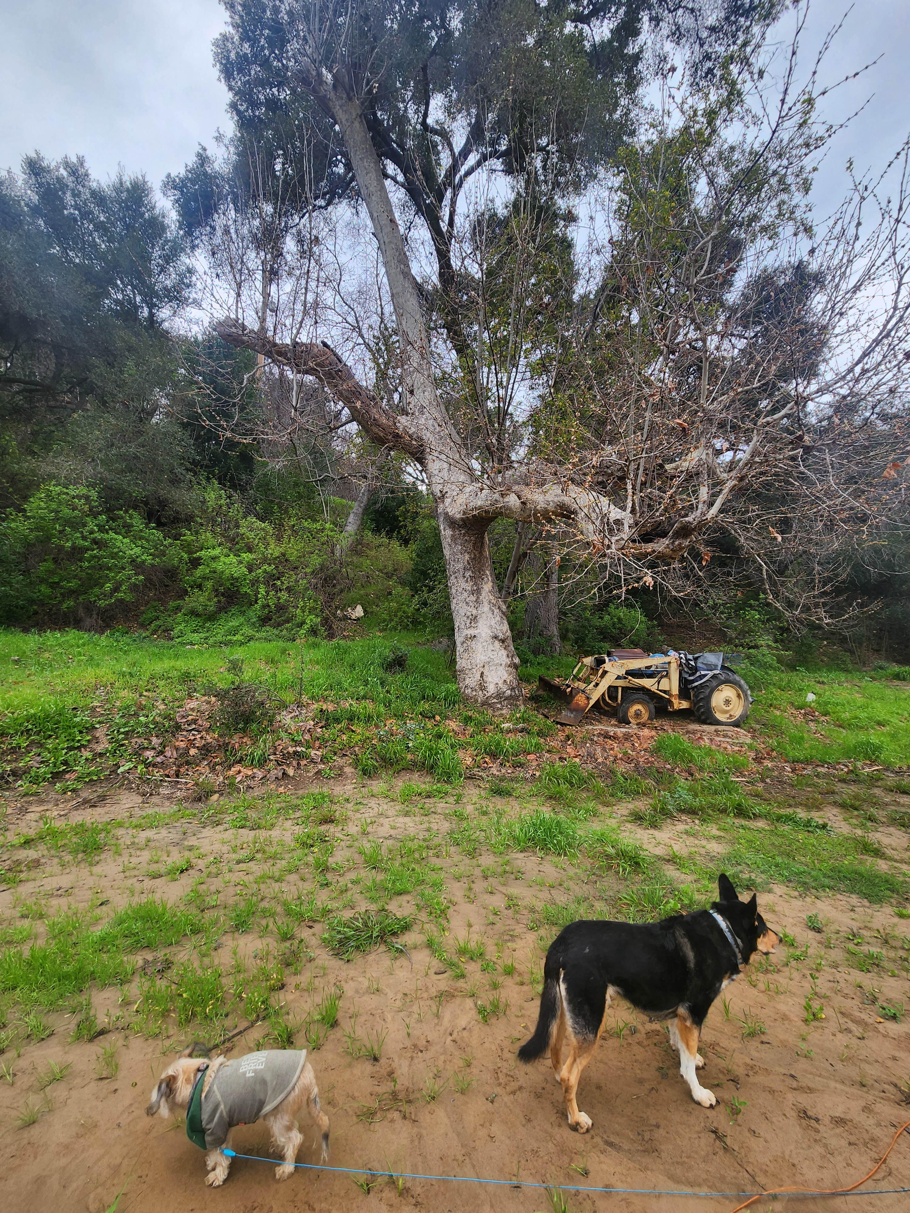 The pups loved it there