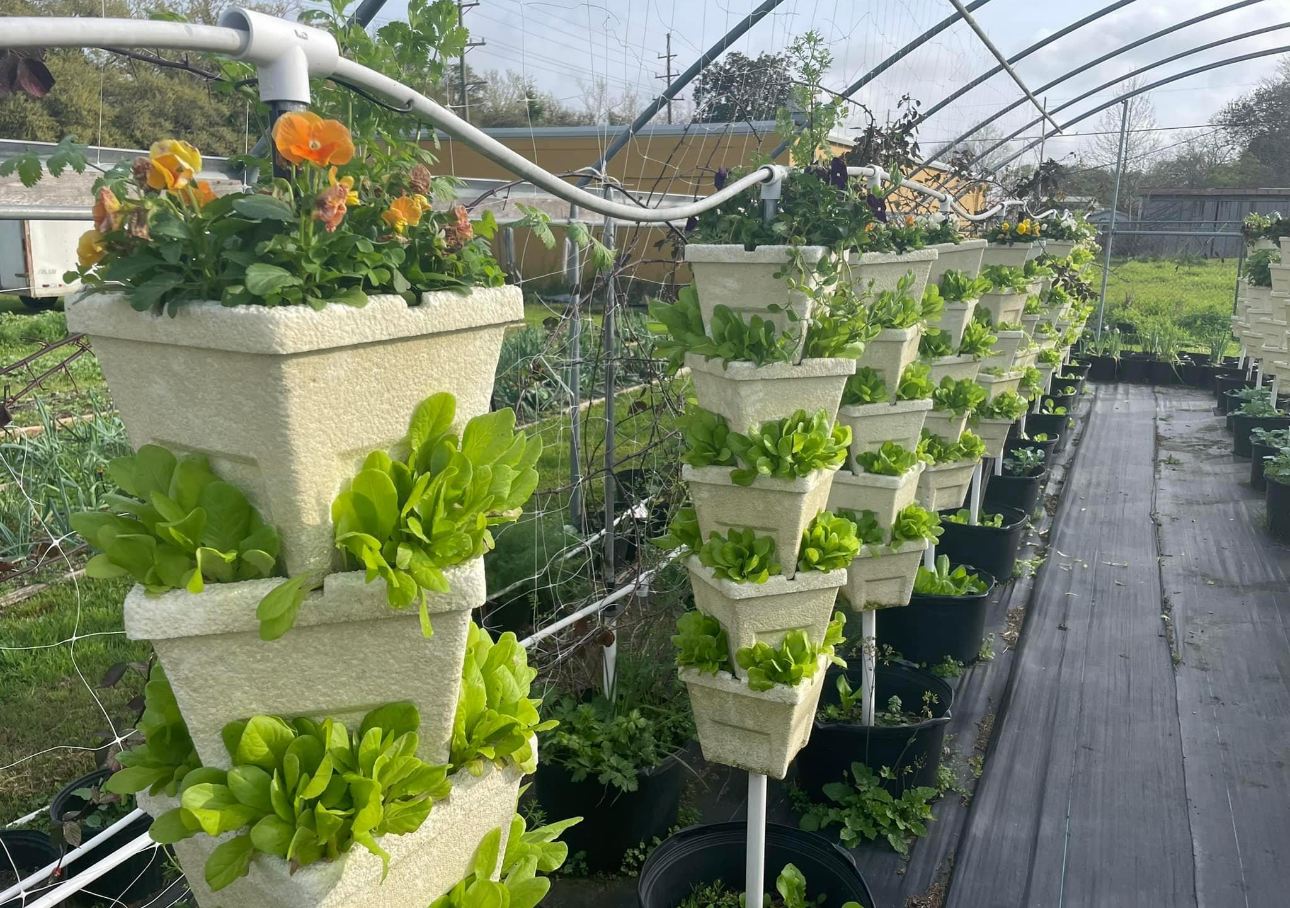 Iberia Market Garden