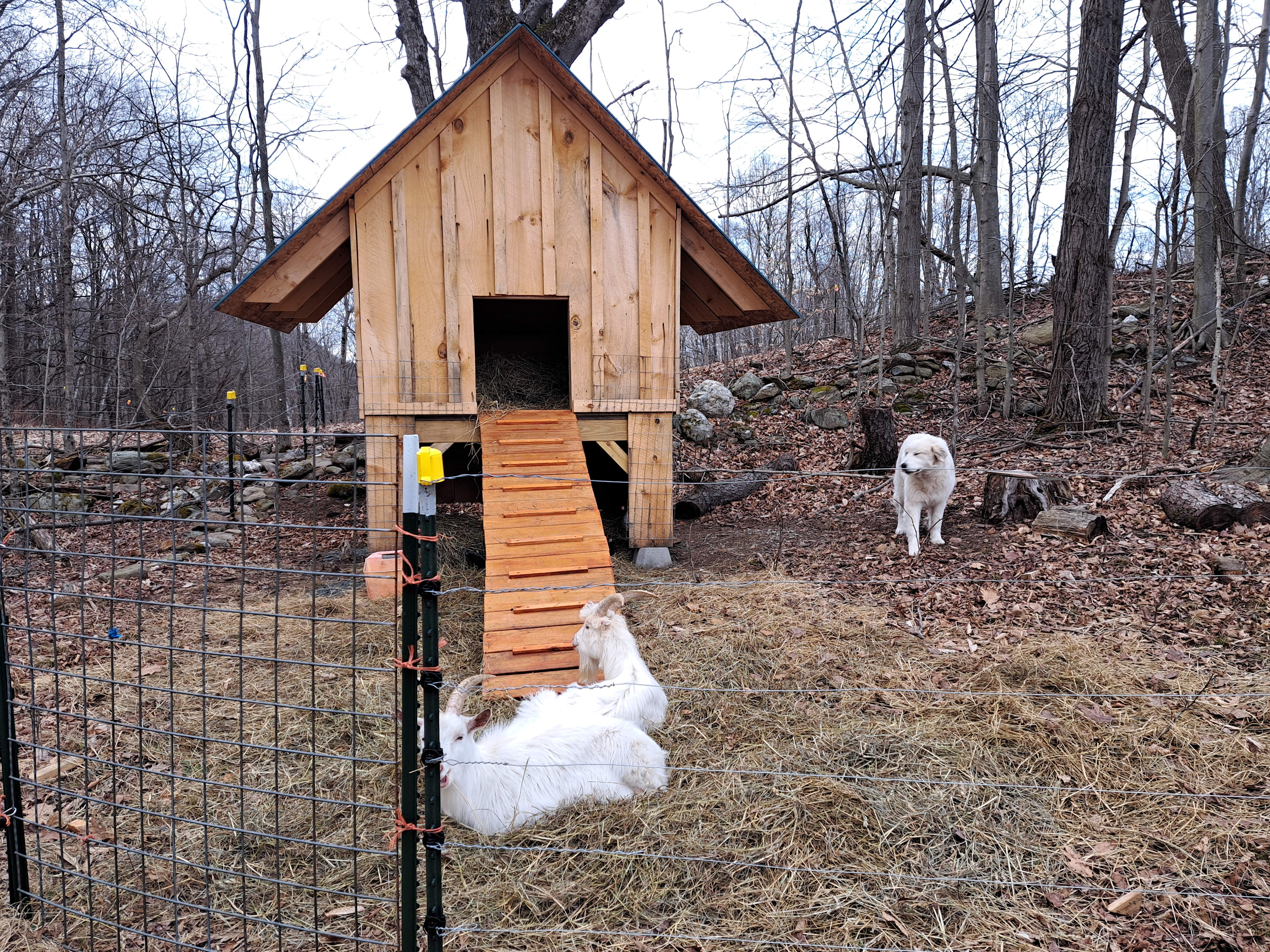 Cherry Plain Sanctuary Farm