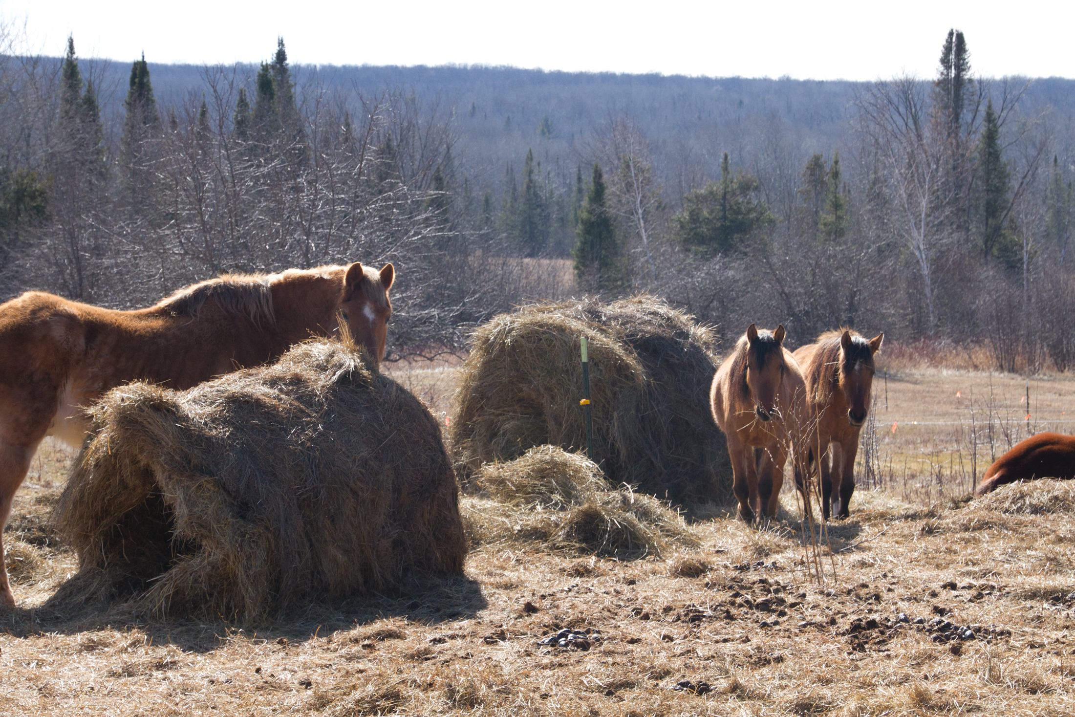 'Old World' Farm By Lake Superior