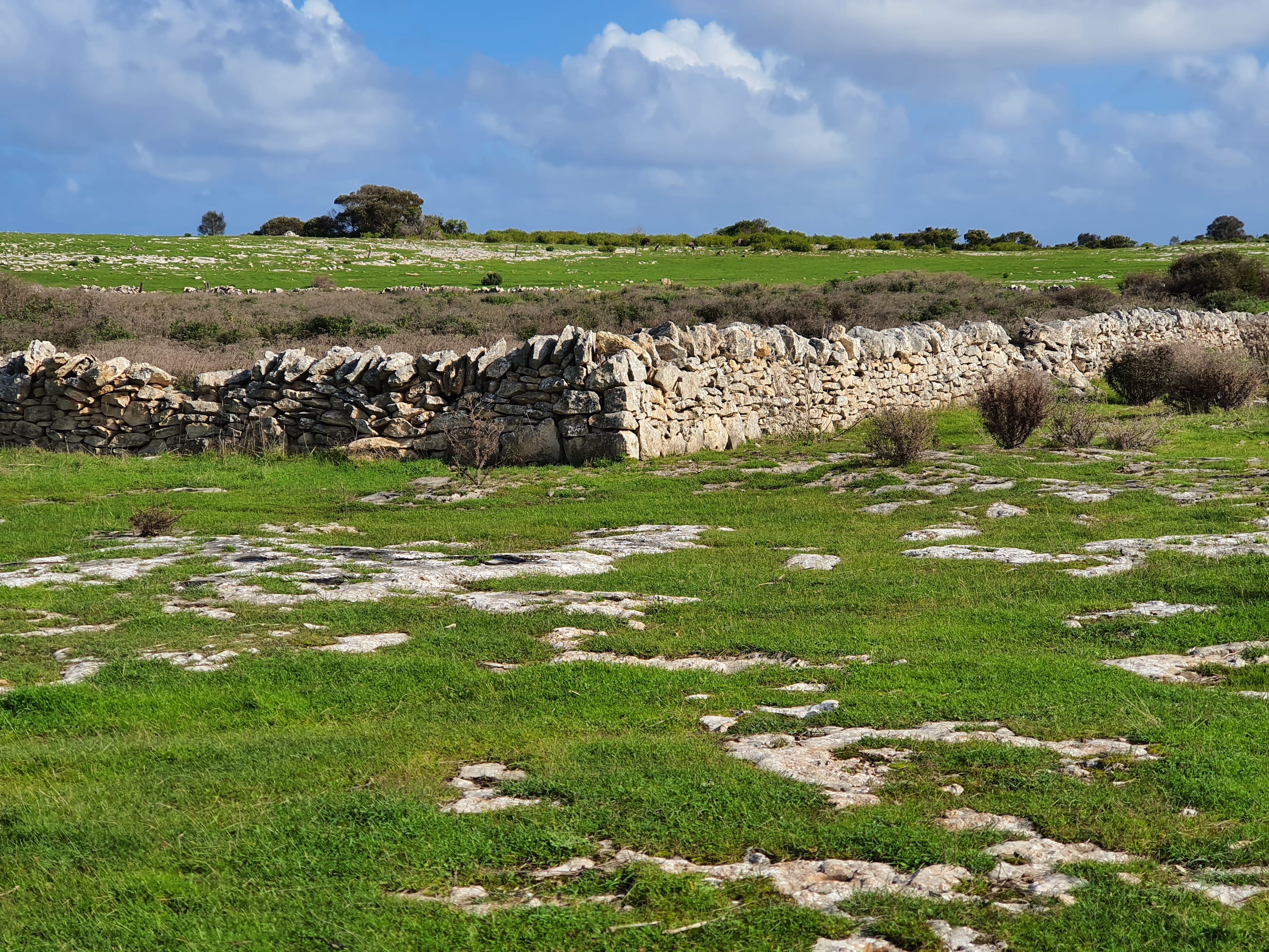 Mikkira Station Koala Sanctuary