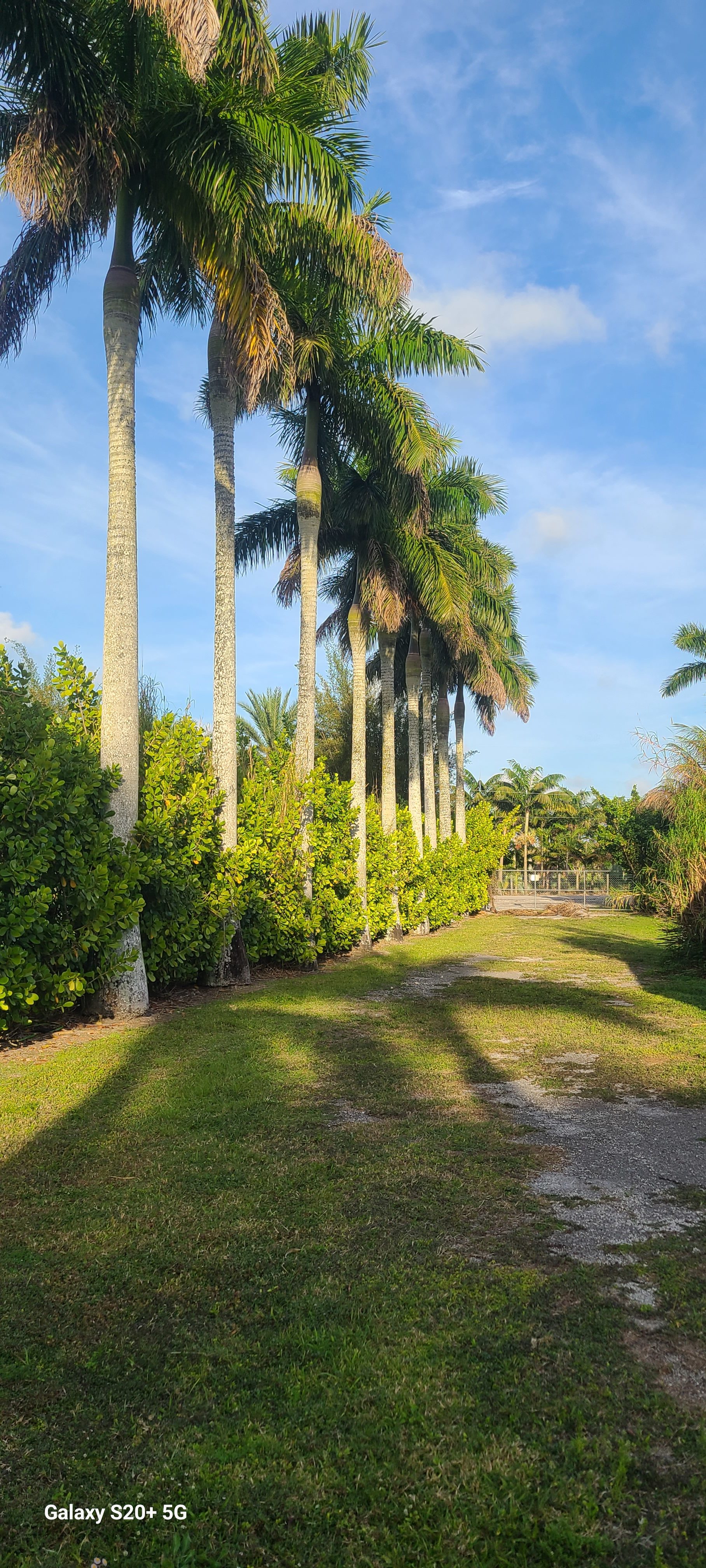 Redlands Palmgrove