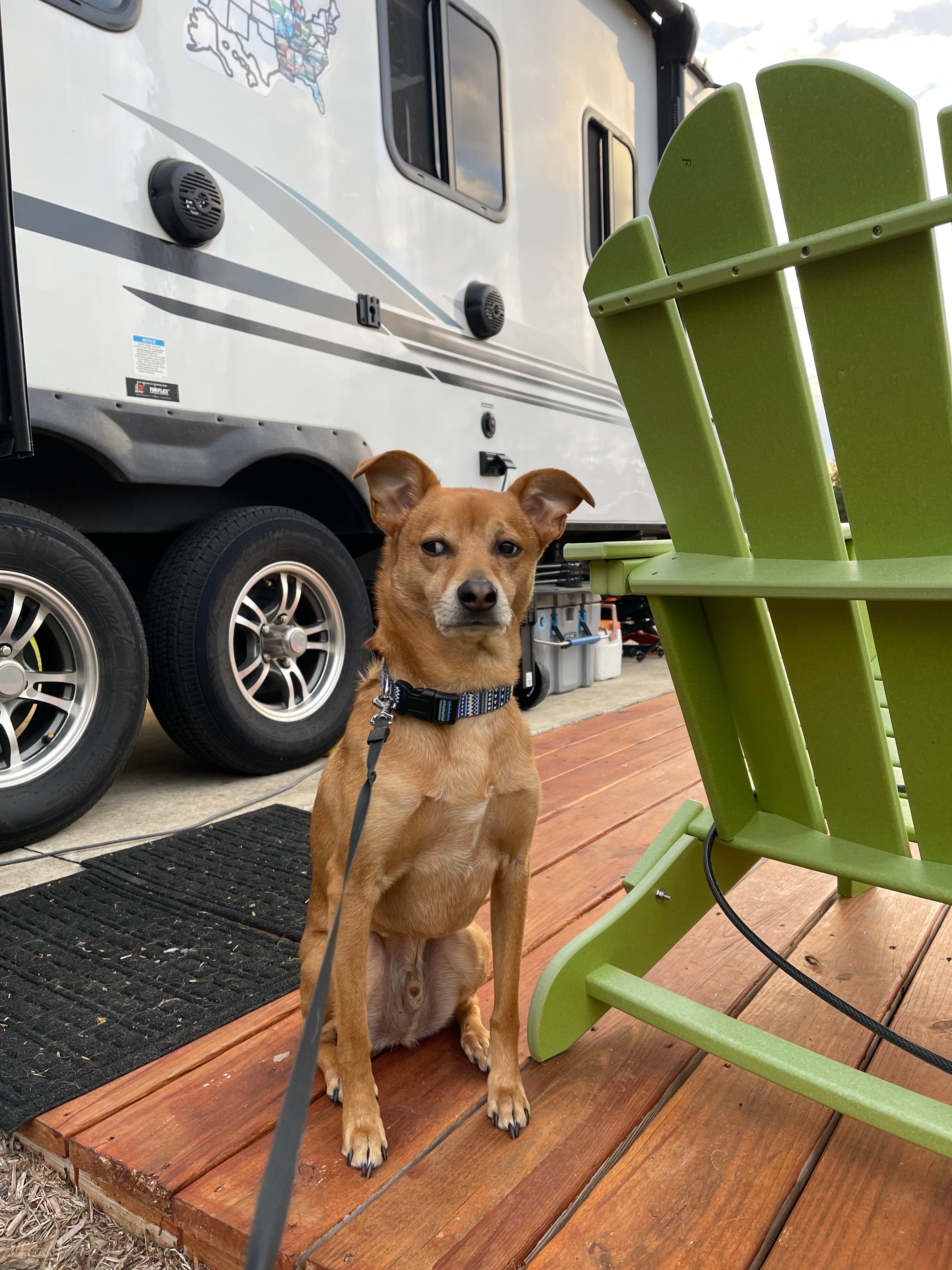 Our dog, at the site, waiting for us to take him on a walk.  