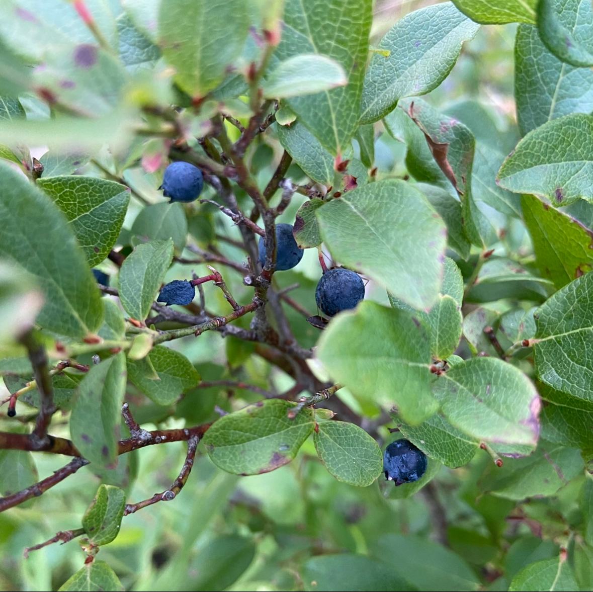 Glamping with the Wild Horses