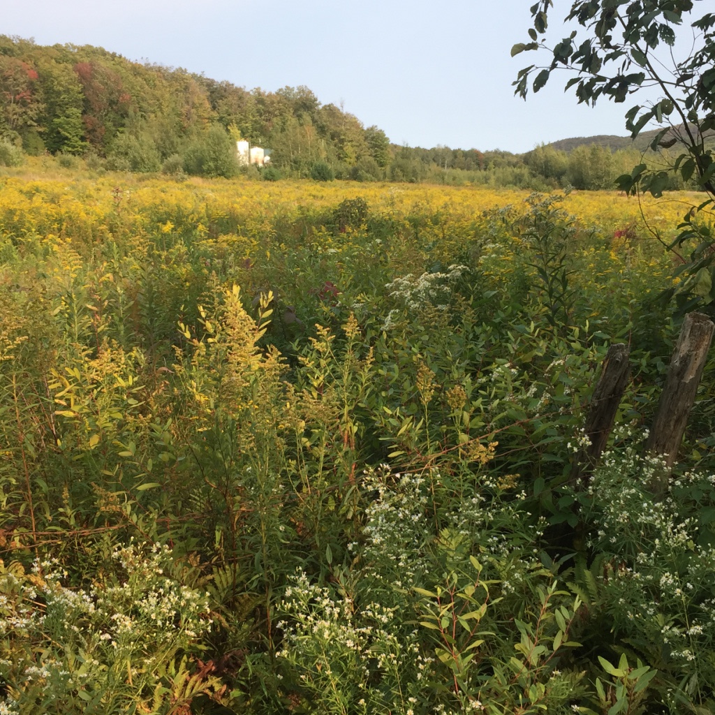 Rucher Les Saules