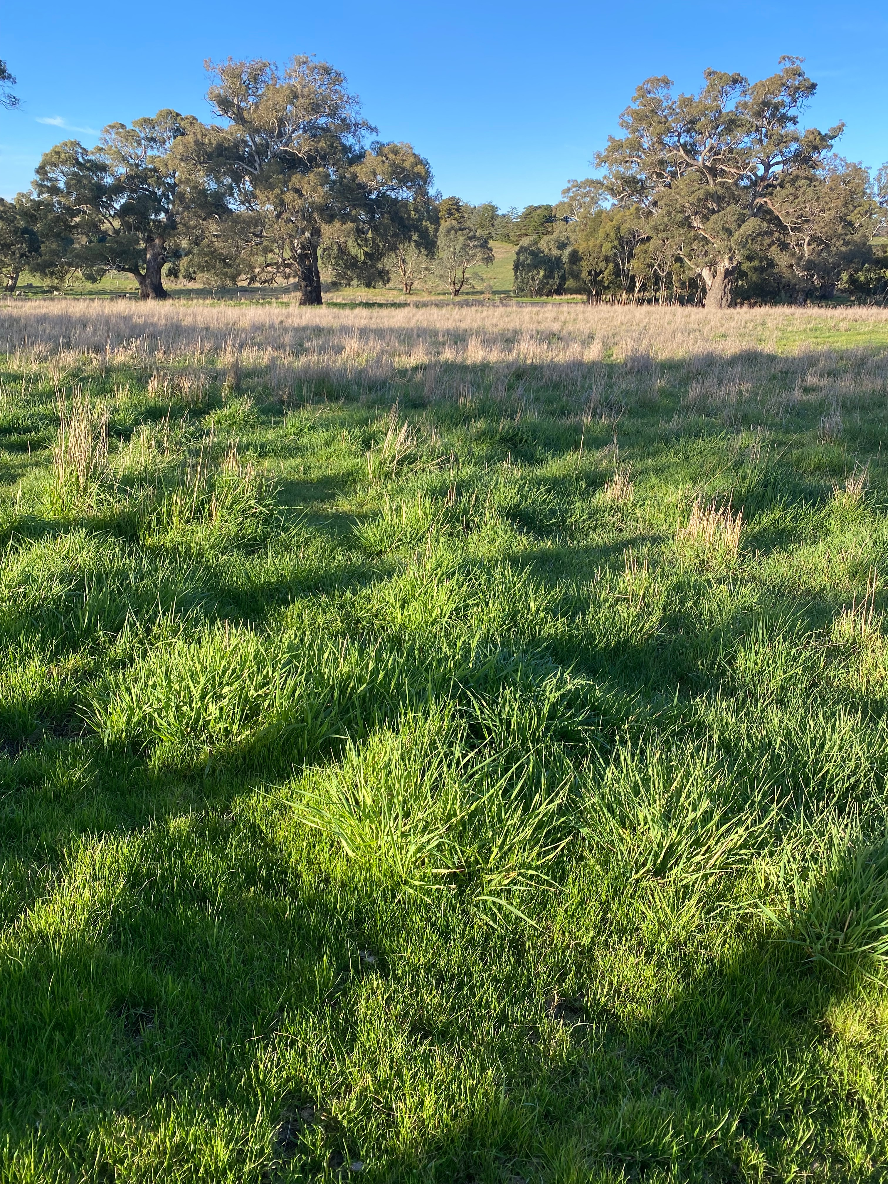Creek Paddock - One of the camp sites 