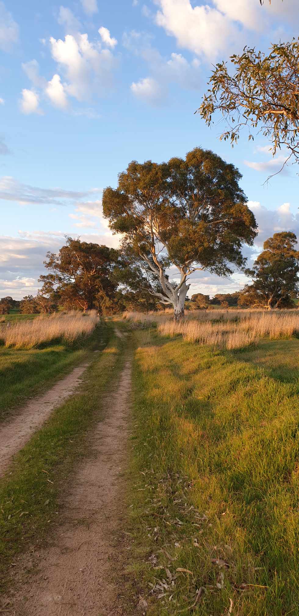 Kidman Trail next to camping area
