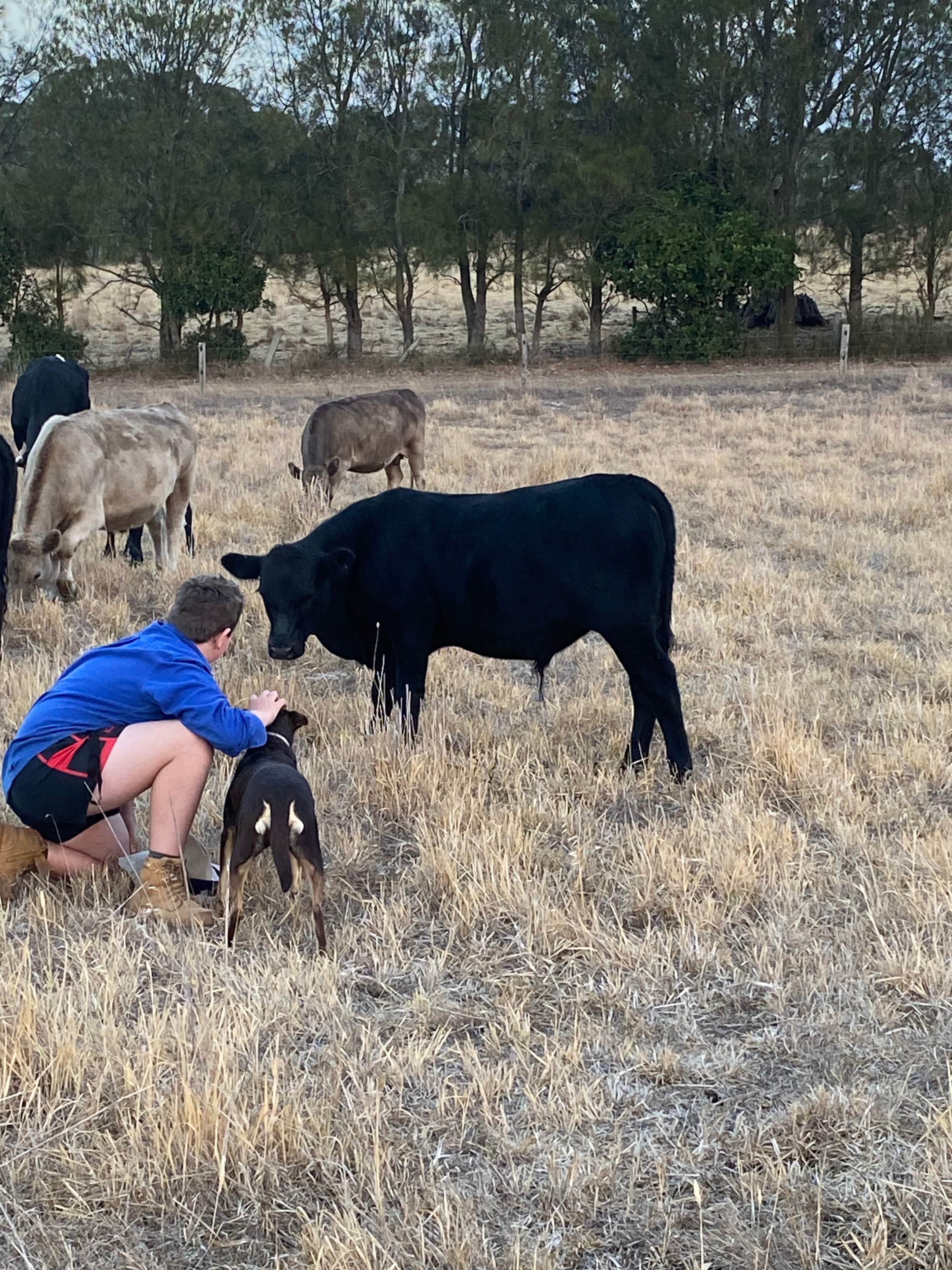 Quiet Stock on Farm