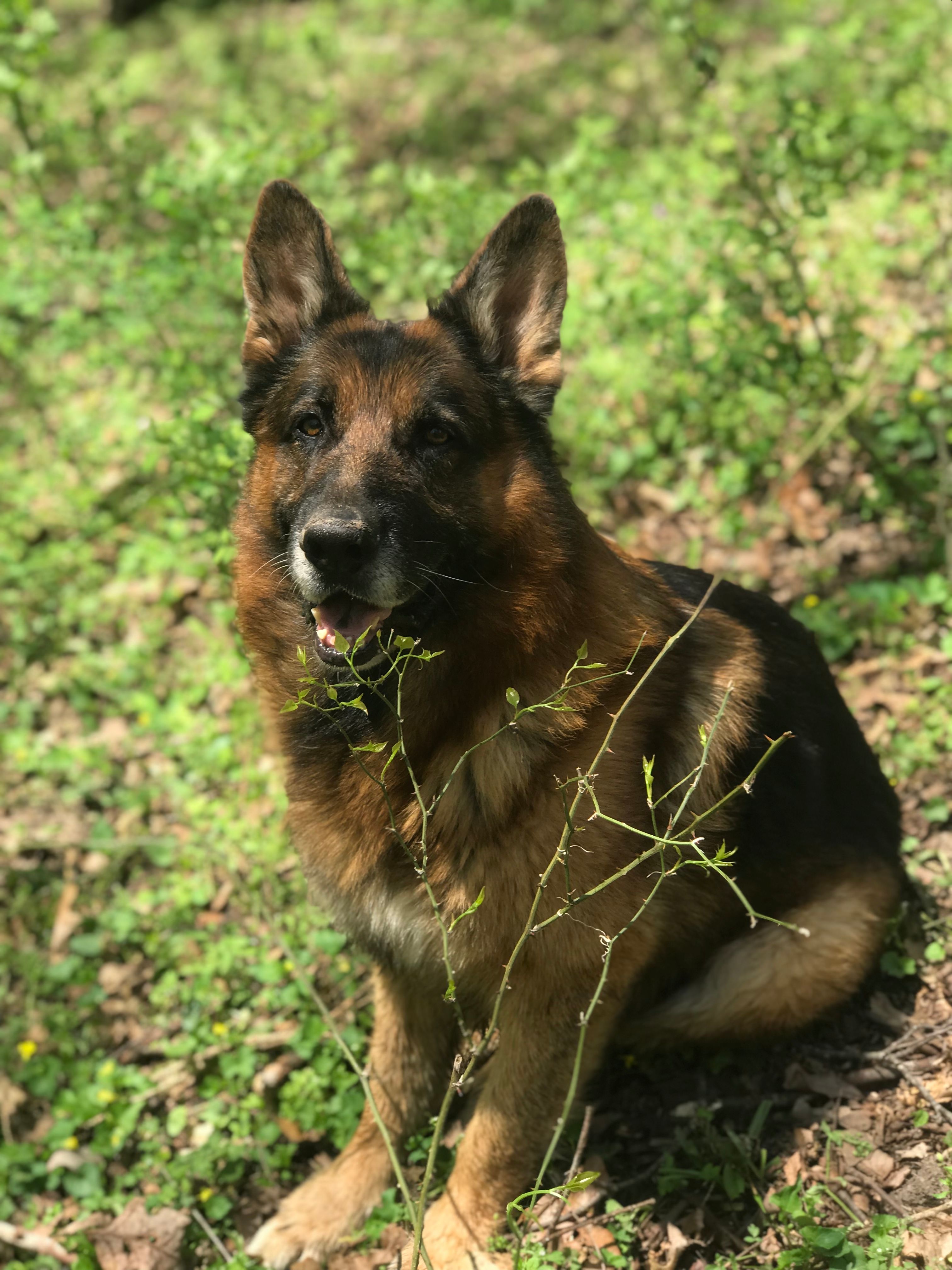 Ouachita Mountain Retreat