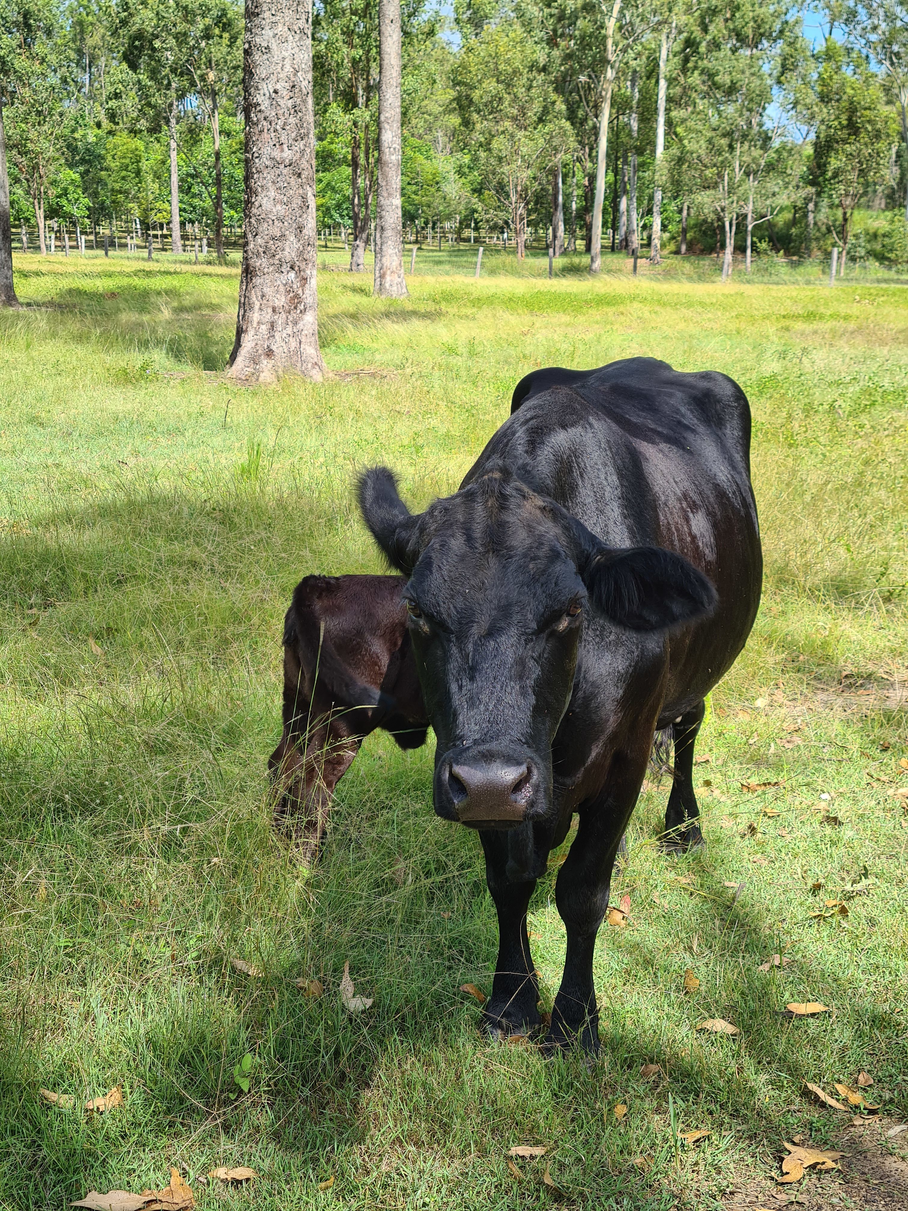 JJJ'S Ranch South Kolan Q