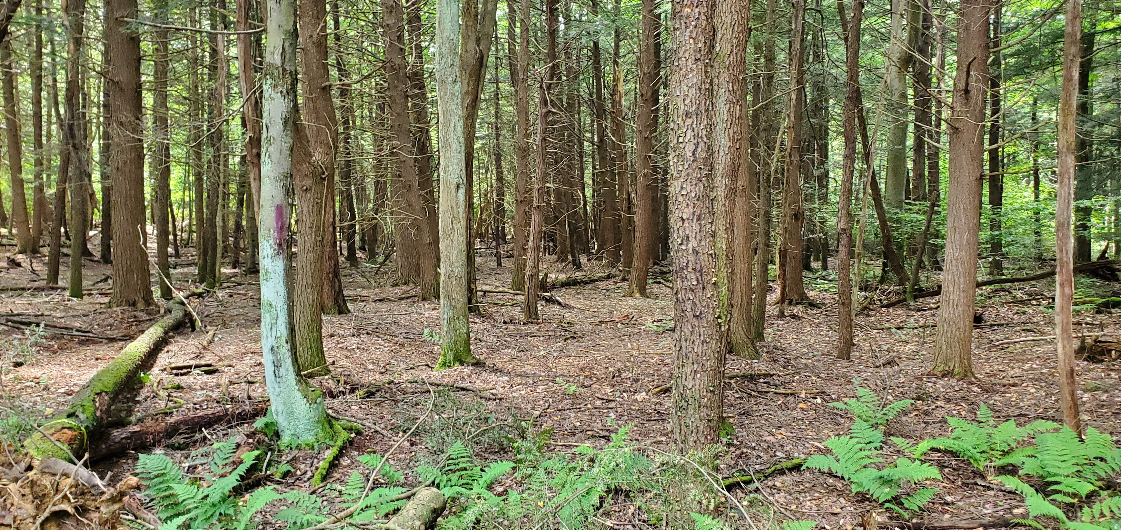 Gordon Glen Woods