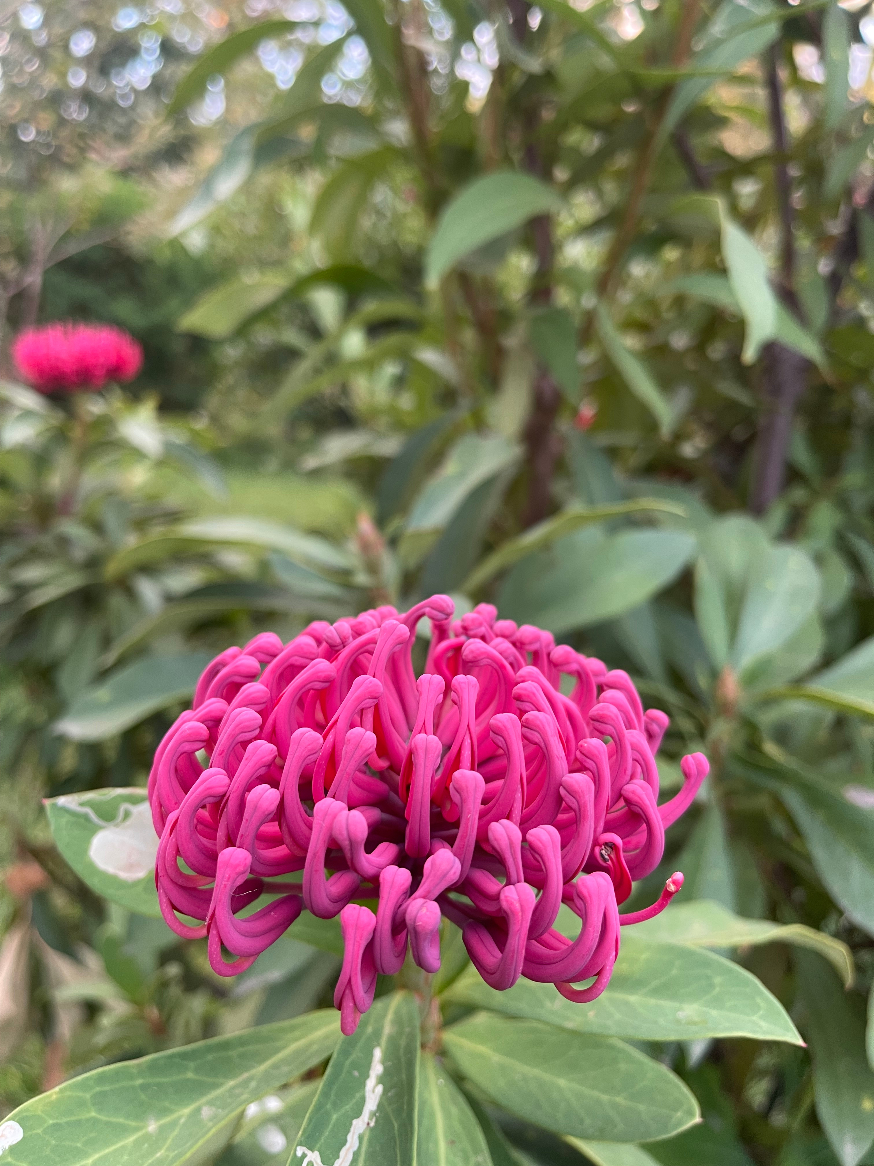 Mountain Flower Farm